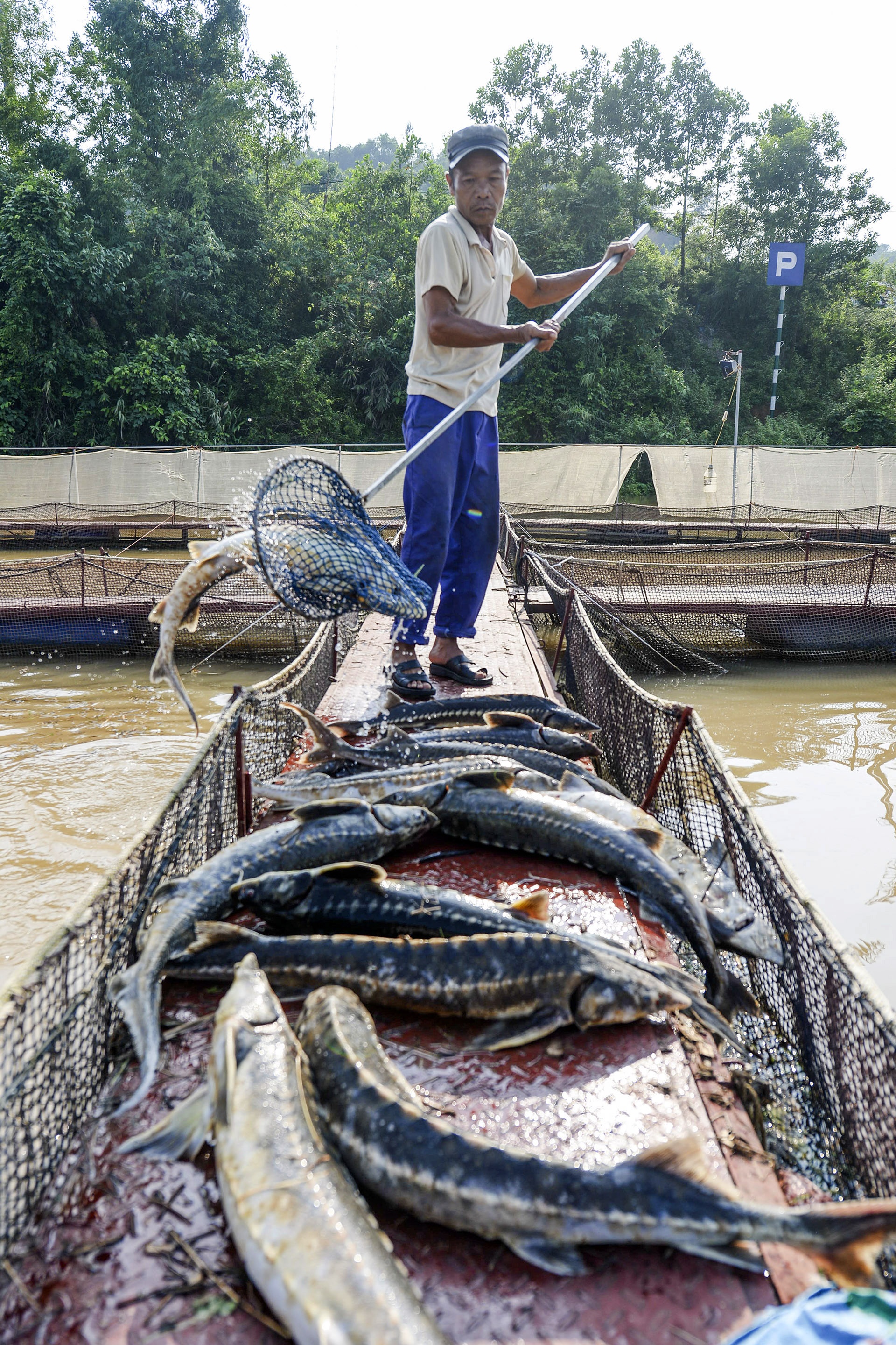 ca chet hang loat cung dot xa nuoc thuy dien hoa binh anh 9