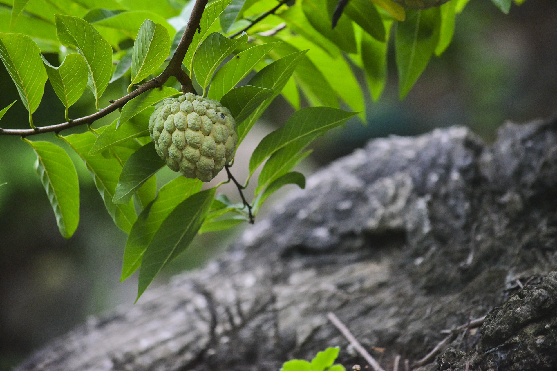 nghe trong na o Lang Son anh 3