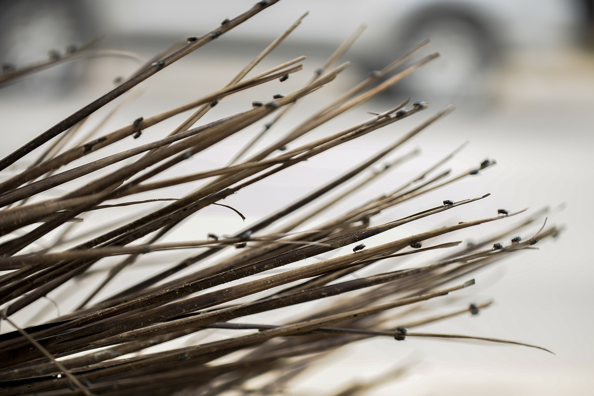 Rac bua vay thi xa Son Tay anh 10