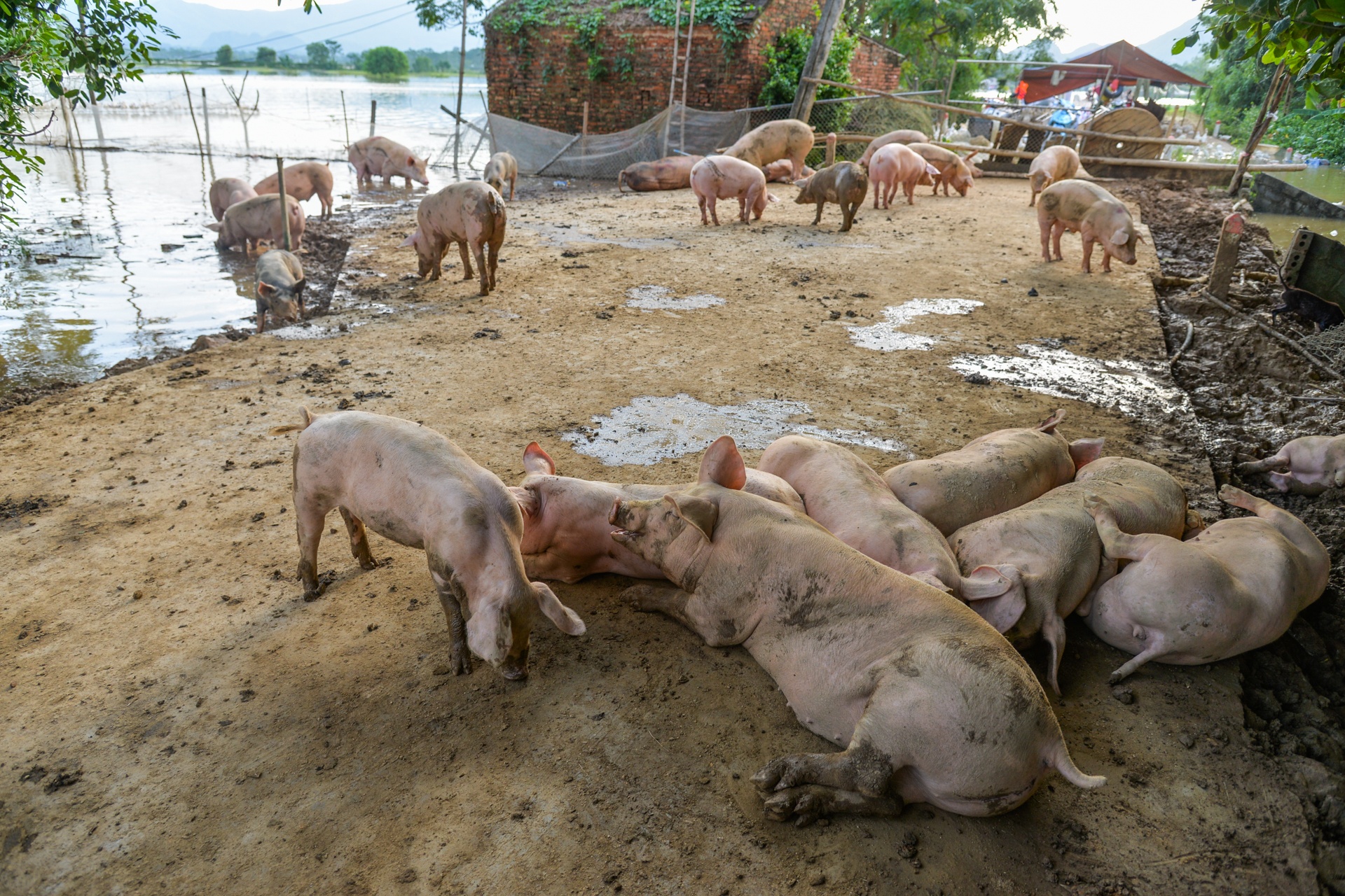 cuoc song nguoi dan dao lon do lu anh 4