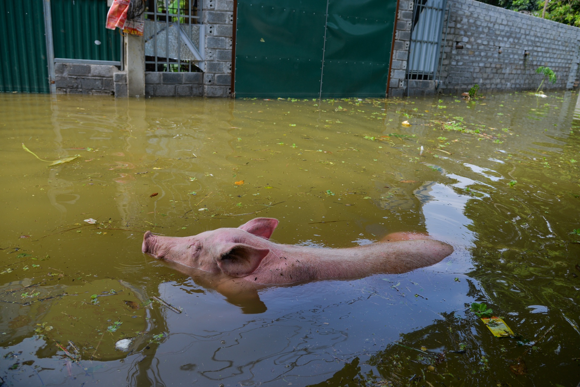 Muon cach ung pho voi ngap lut cua nguoi dan anh 13