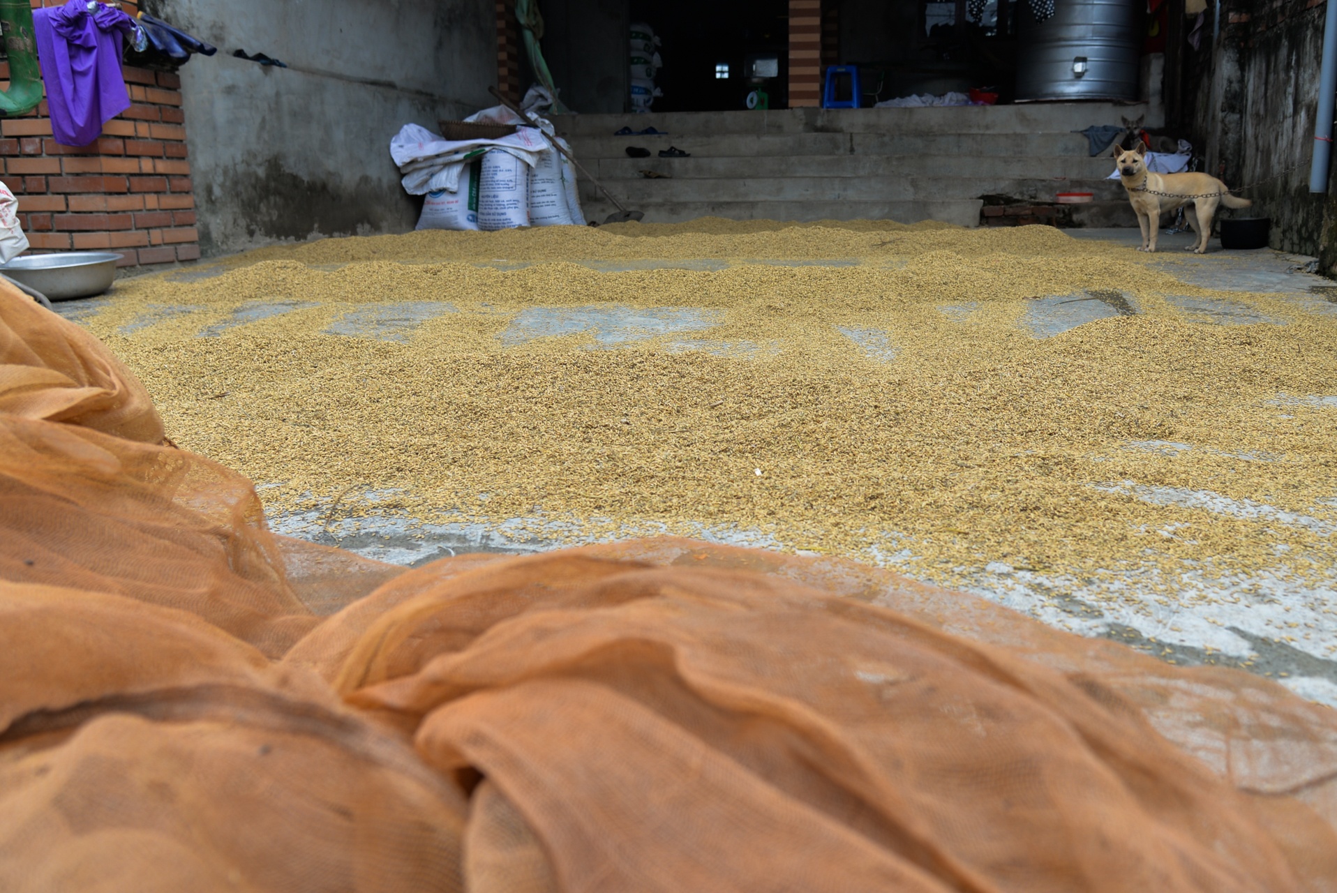 lang oc dao khi nuoc lu len anh 11