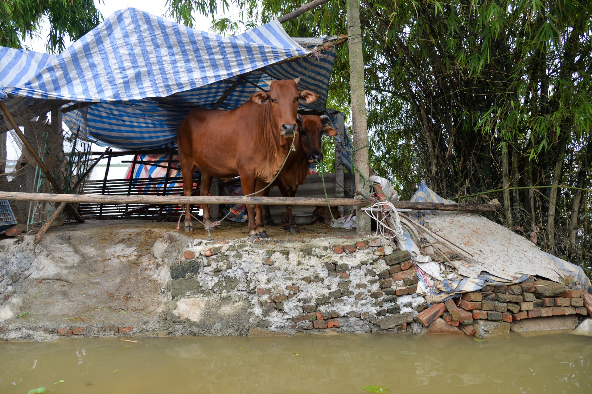 lang oc dao khi nuoc lu len anh 7