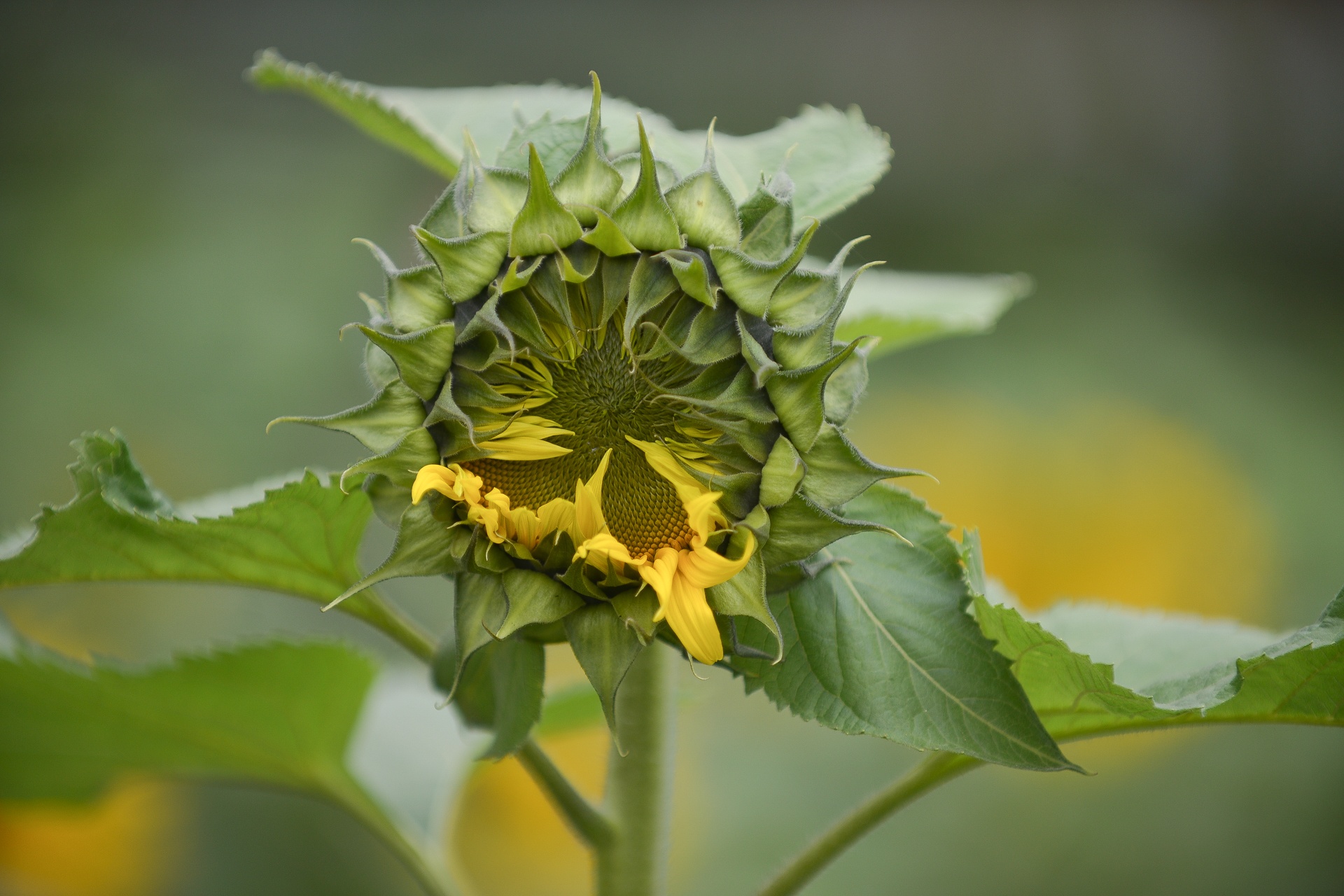 hoa huong duong no o Ha Noi anh 10