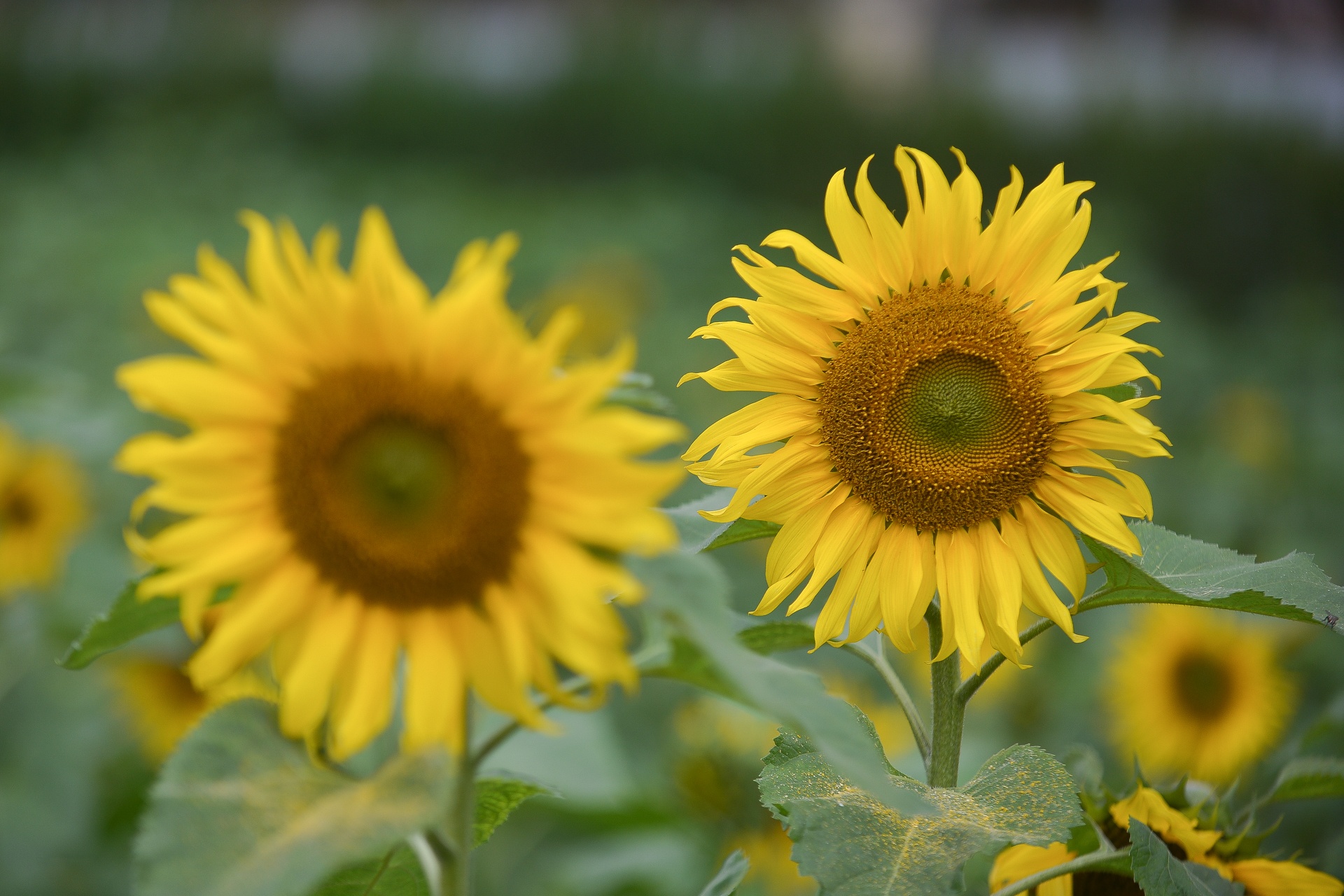 hoa huong duong no o Ha Noi anh 11
