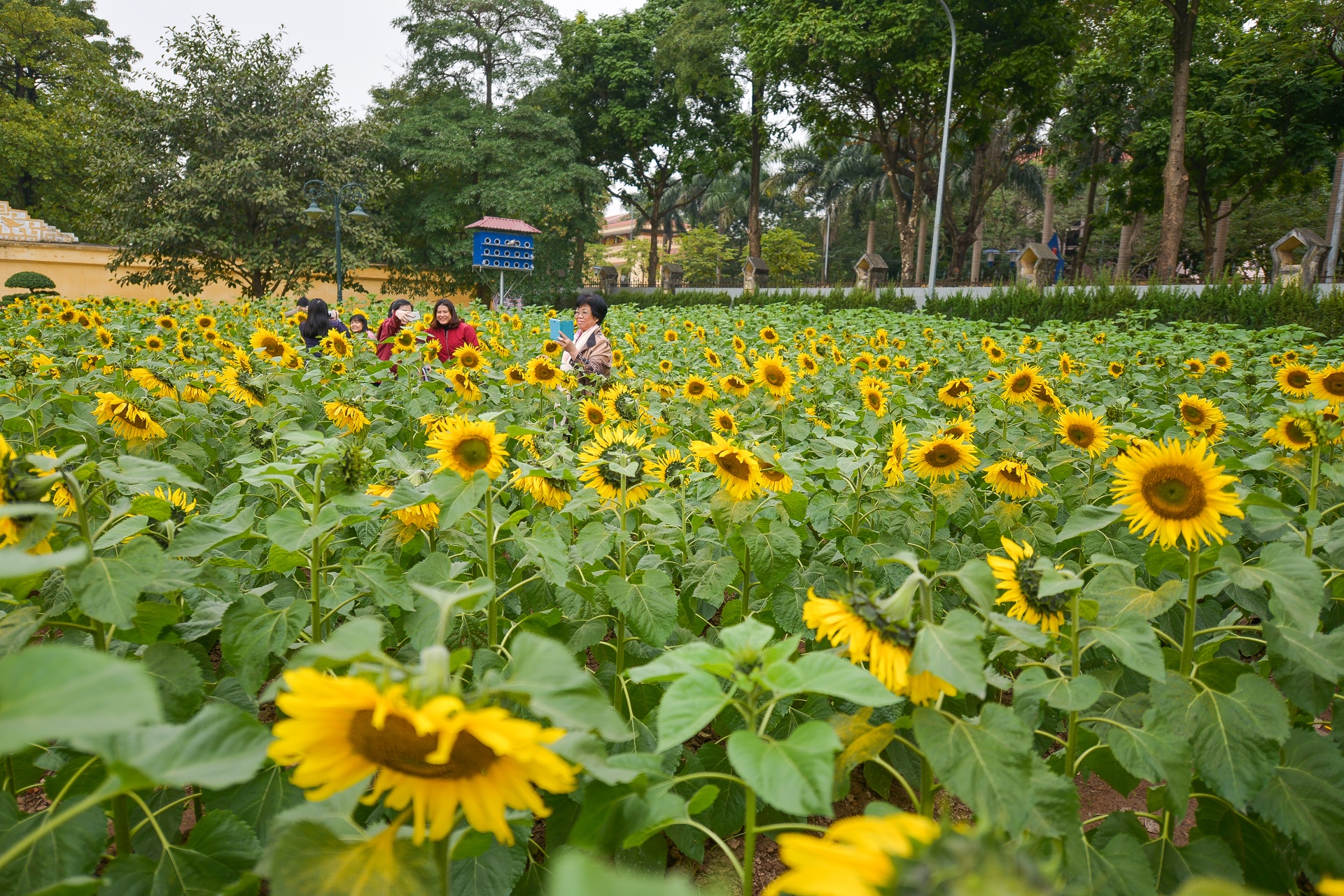 hoa huong duong no o Ha Noi anh 12
