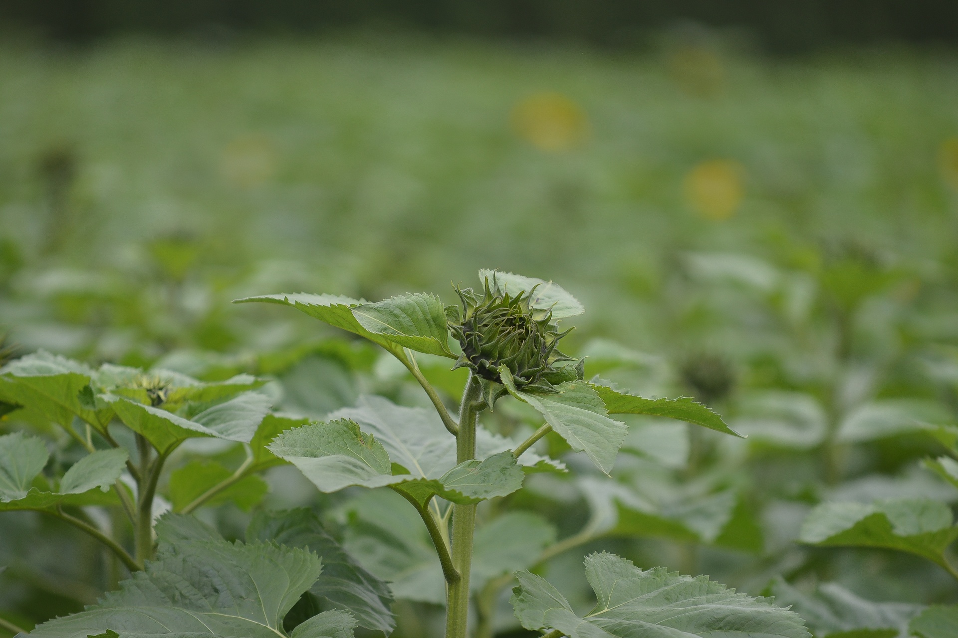 hoa huong duong no o Ha Noi anh 13