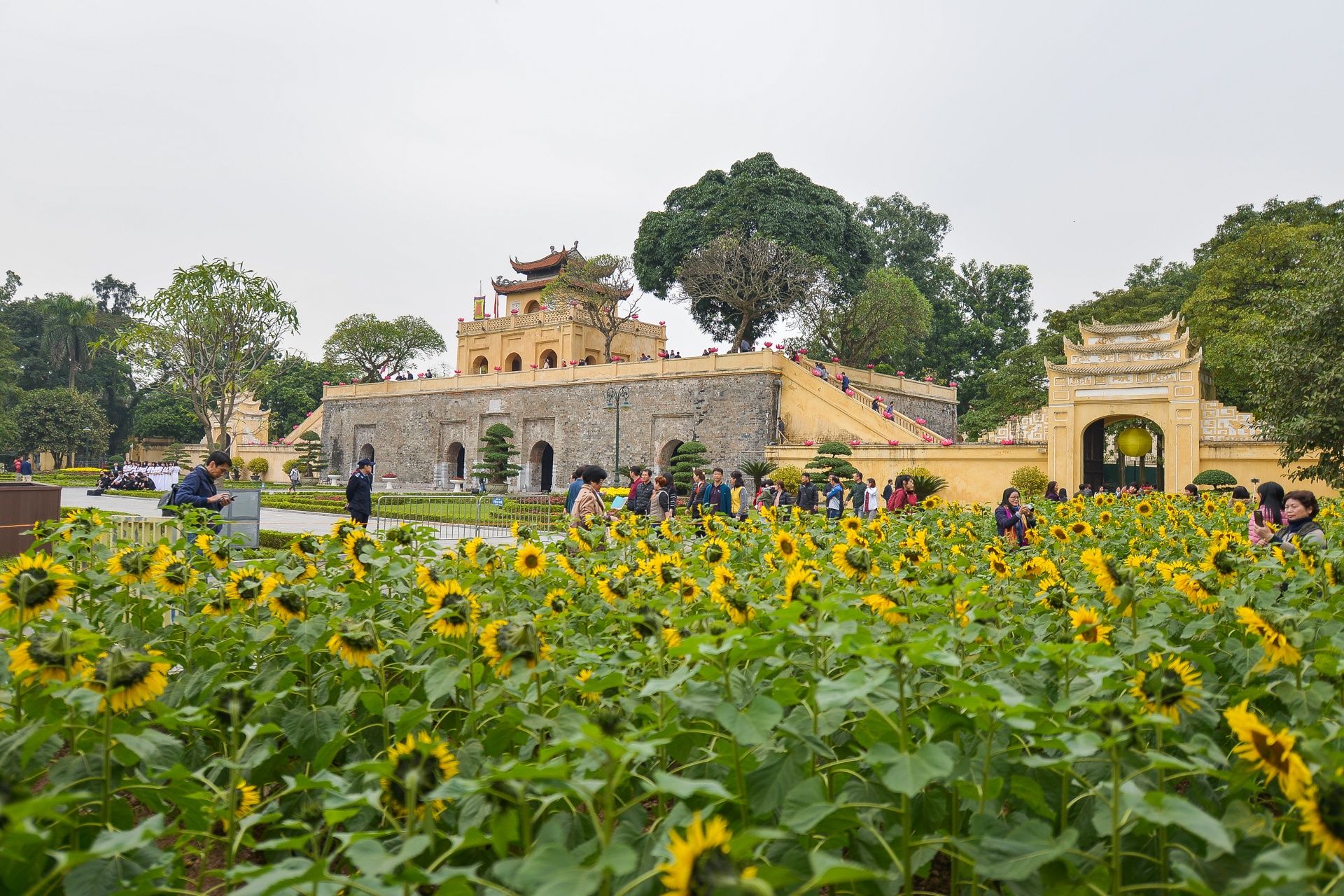 hoa huong duong no o Ha Noi anh 1