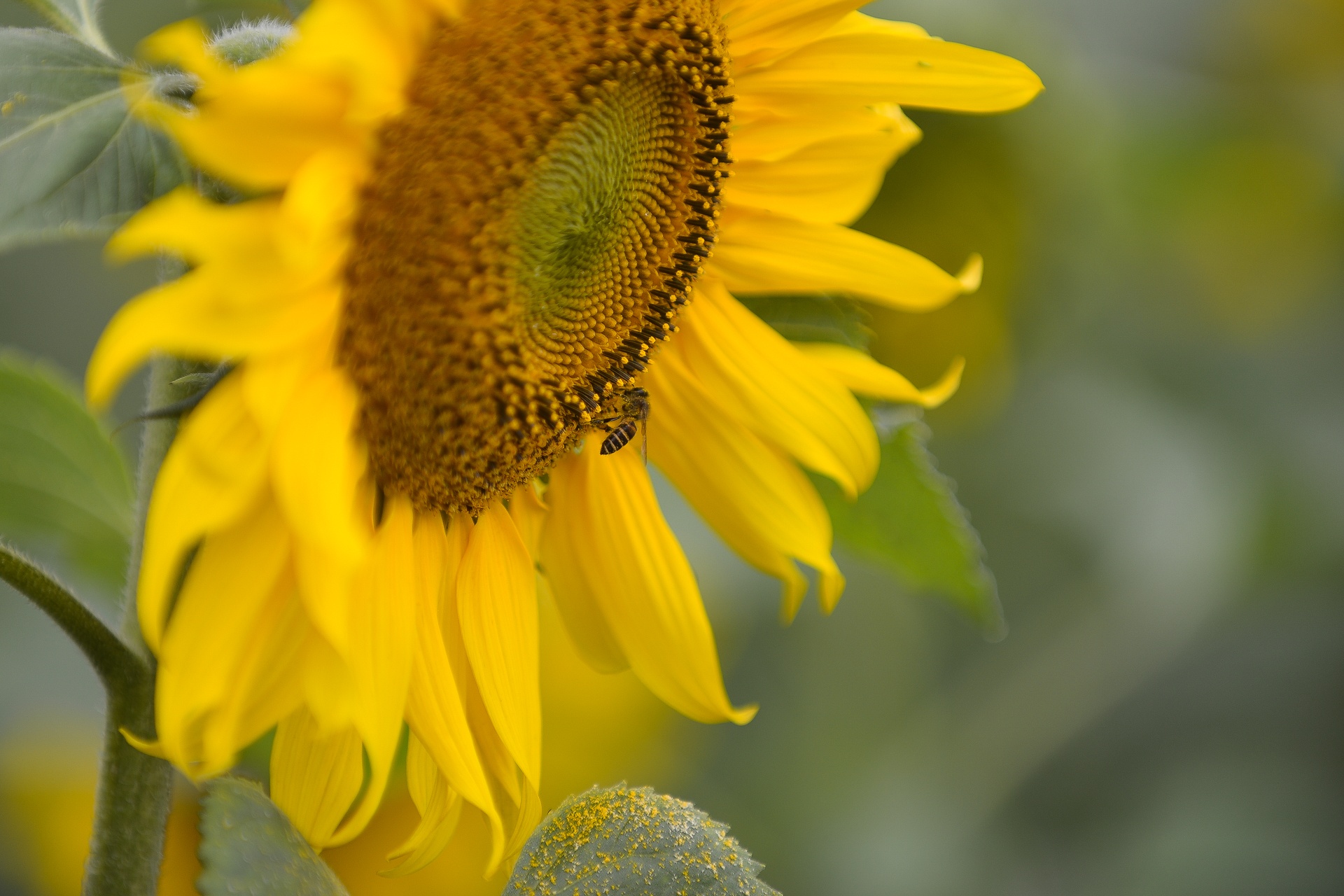hoa huong duong no o Ha Noi anh 3
