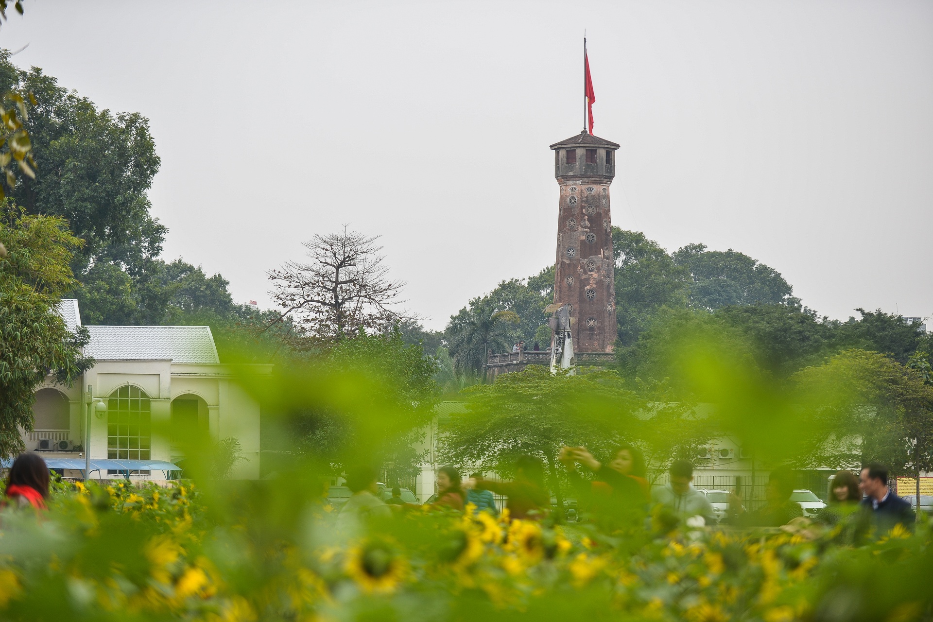 hoa huong duong no o Ha Noi anh 4