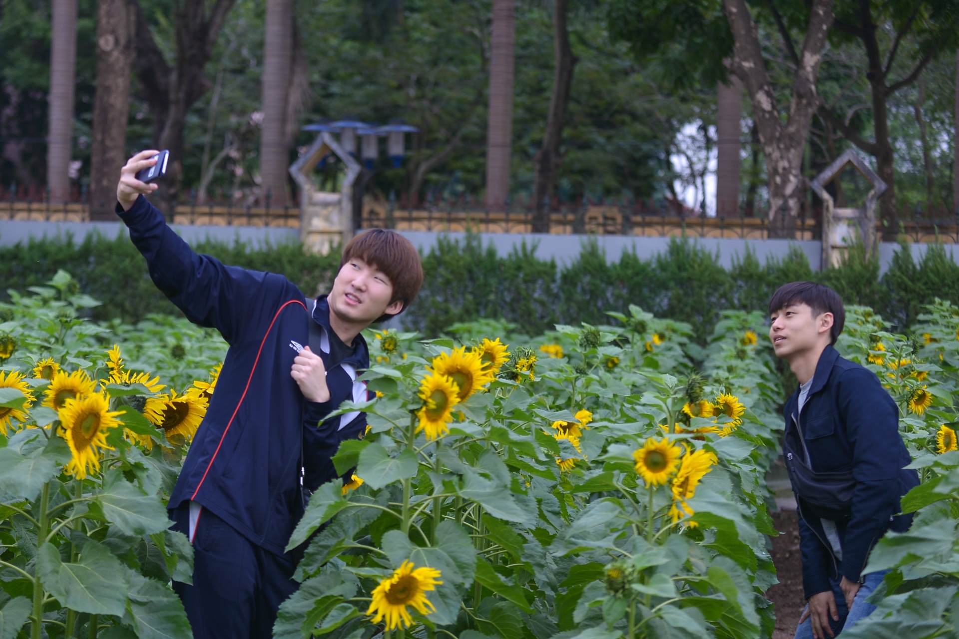 hoa huong duong no o Ha Noi anh 6