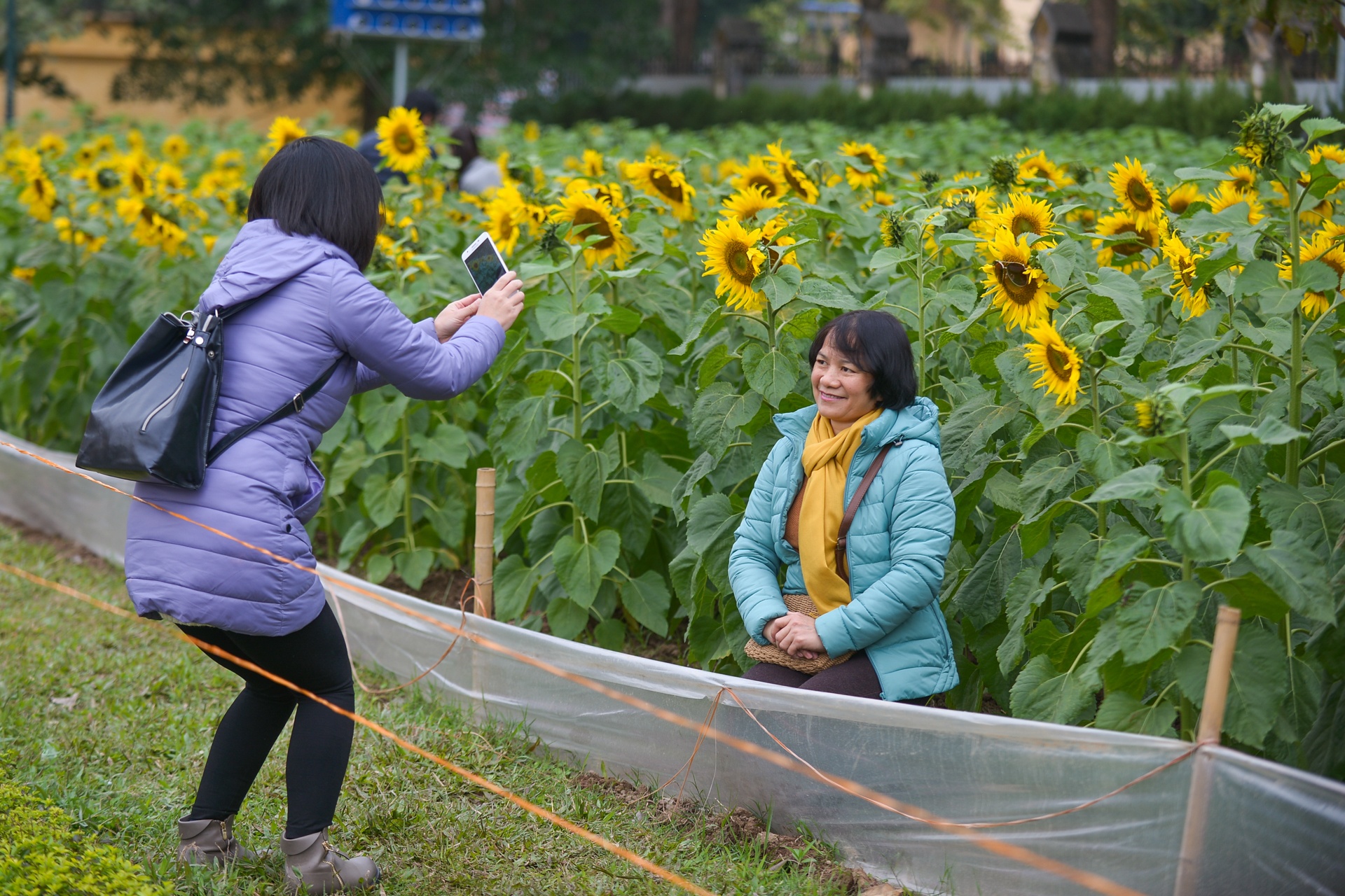 hoa huong duong no o Ha Noi anh 7
