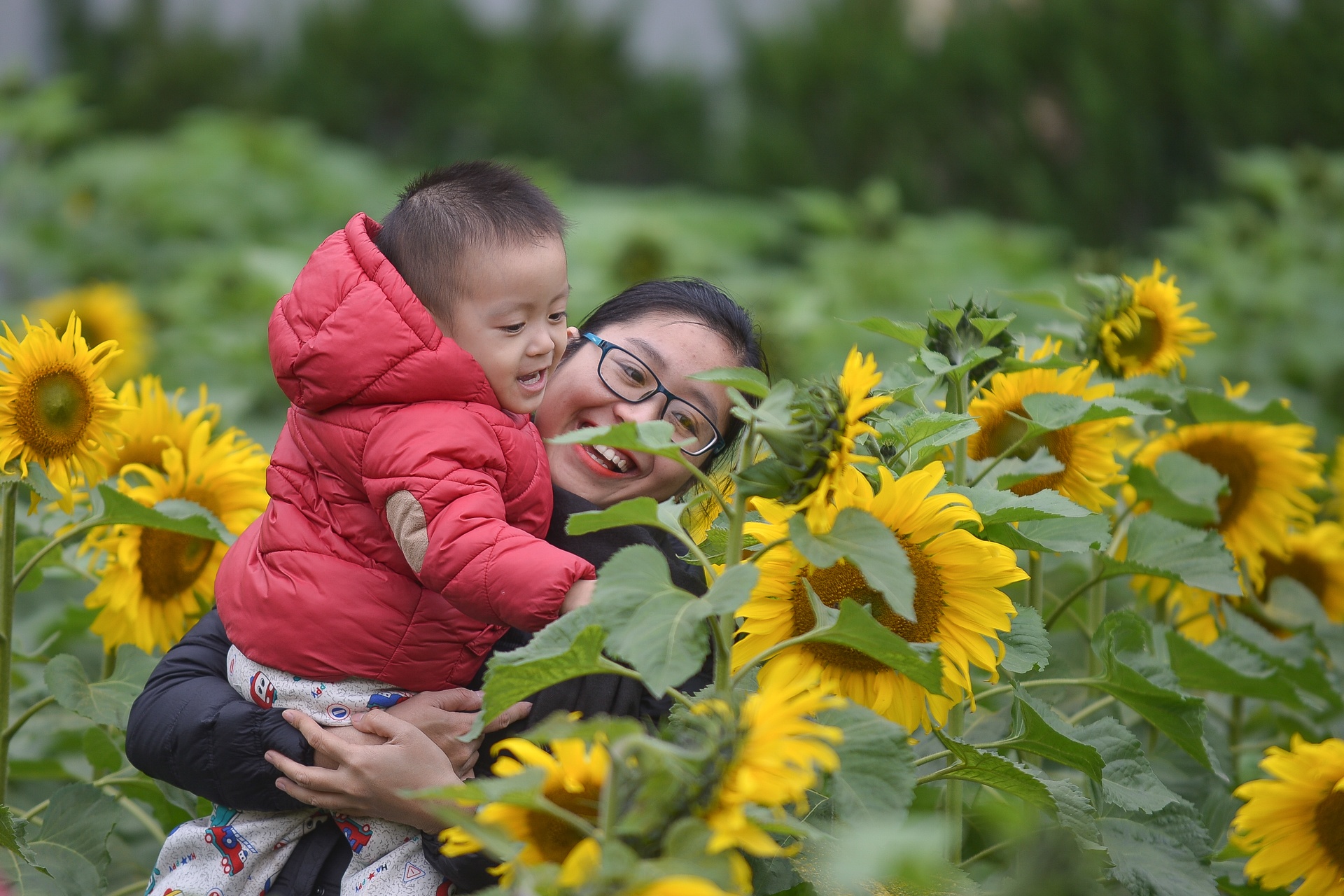 hoa huong duong no o Ha Noi anh 8