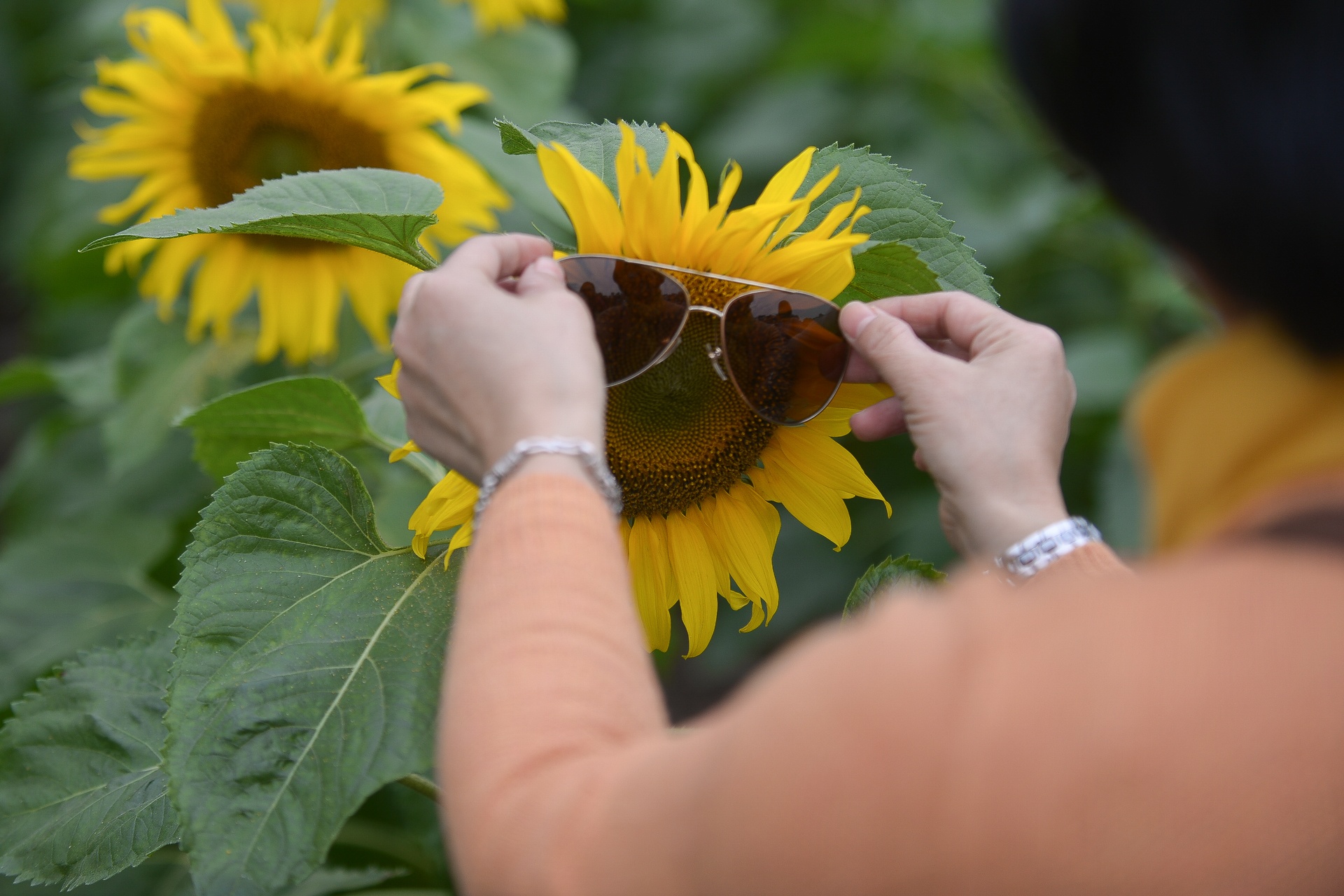 hoa huong duong no o Ha Noi anh 9