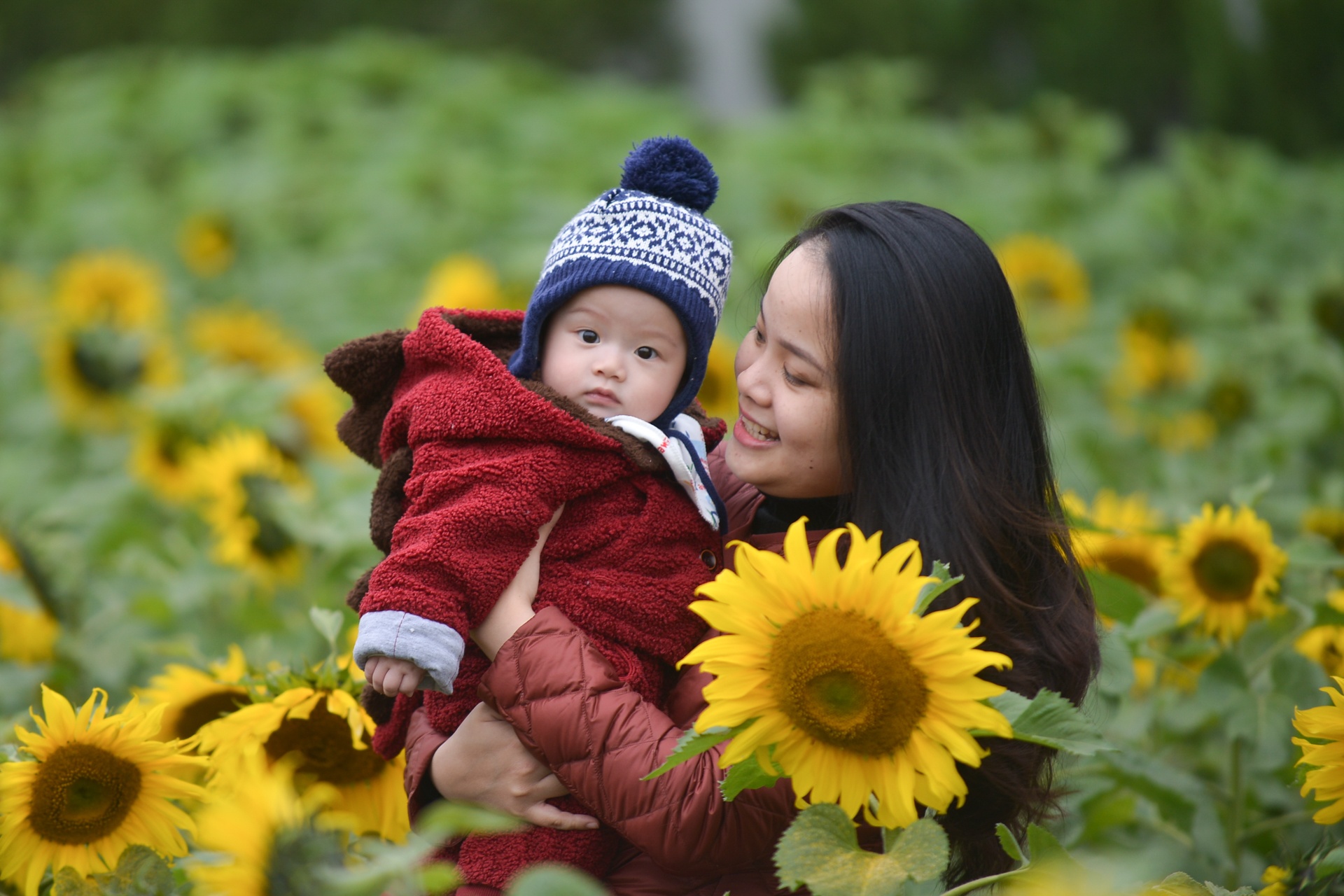 Vuon hoa huong duong giua Hoang thanh Thang Long hinh anh