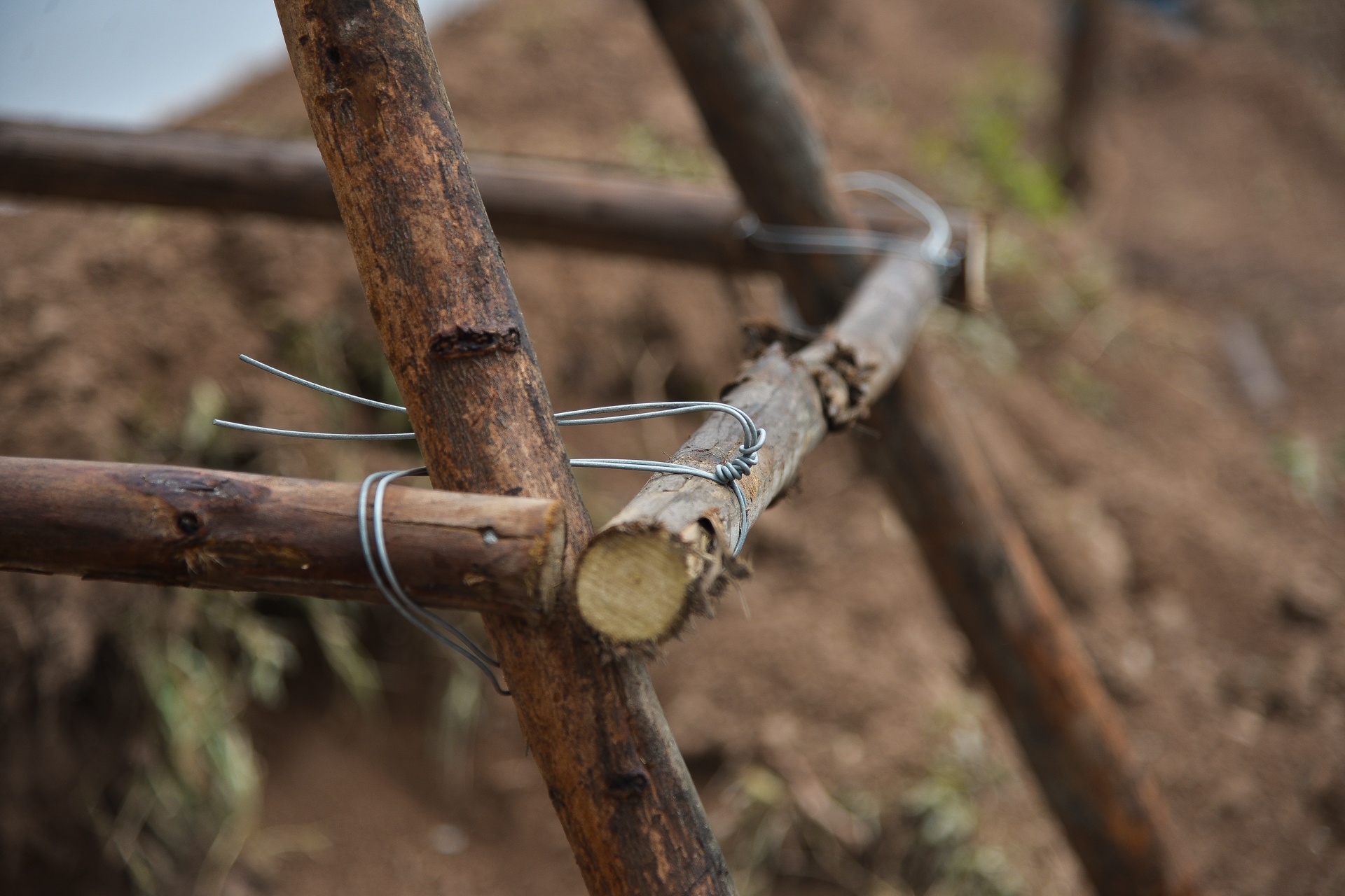 Ha Noi trong cay phong la do anh 5