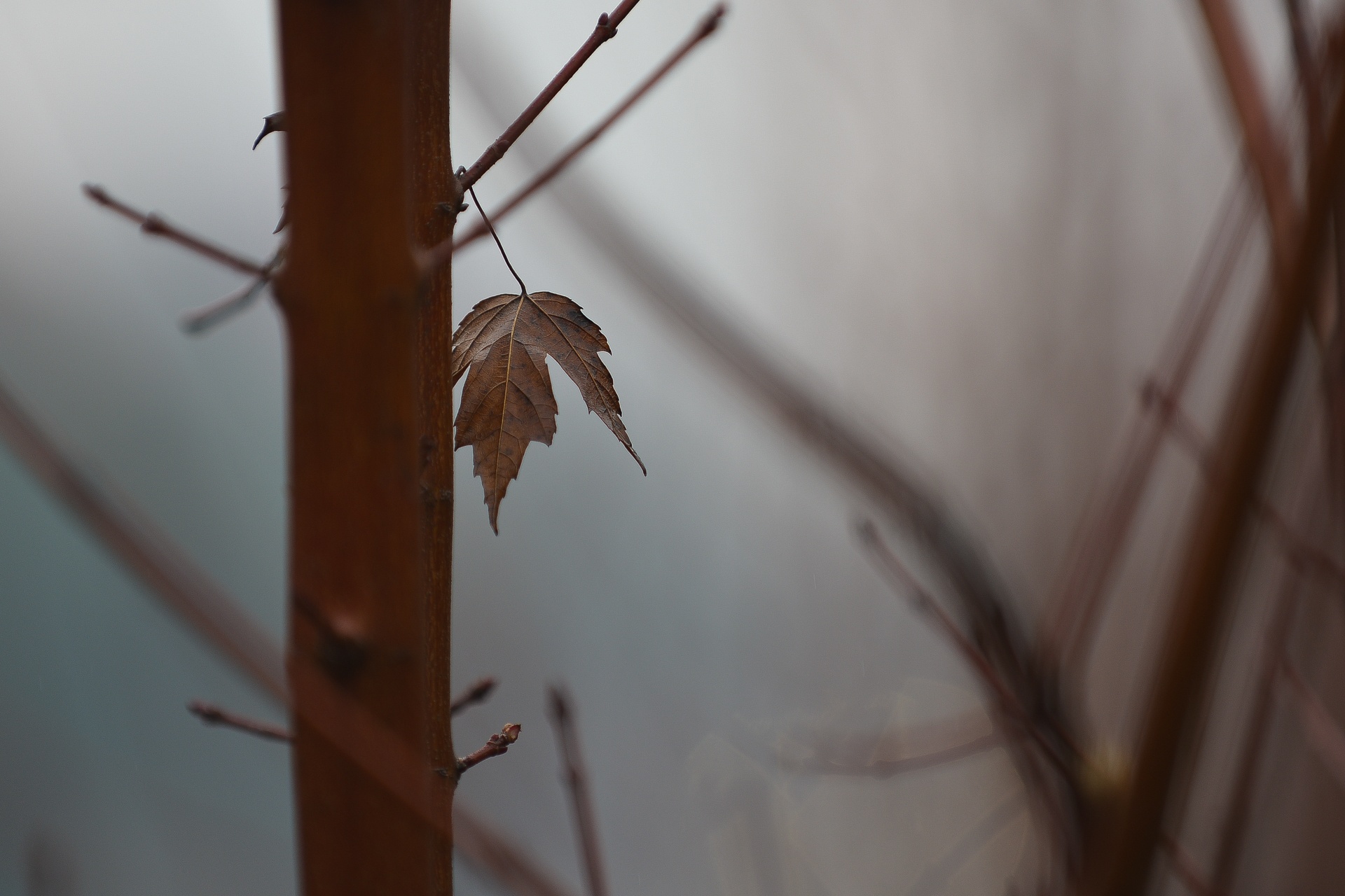 Ha Noi trong cay phong la do anh 6