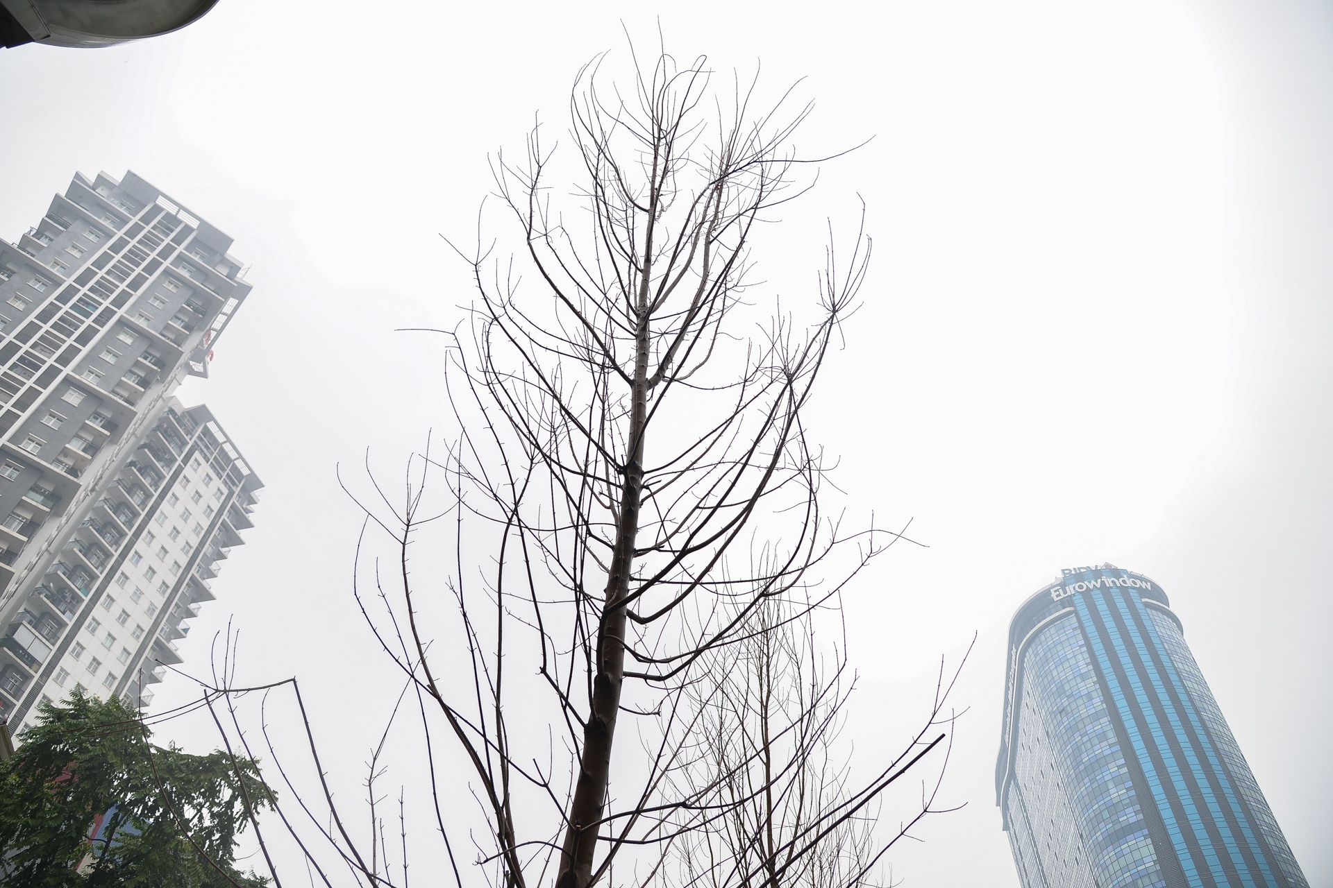 Ha Noi trong cay phong la do anh 8