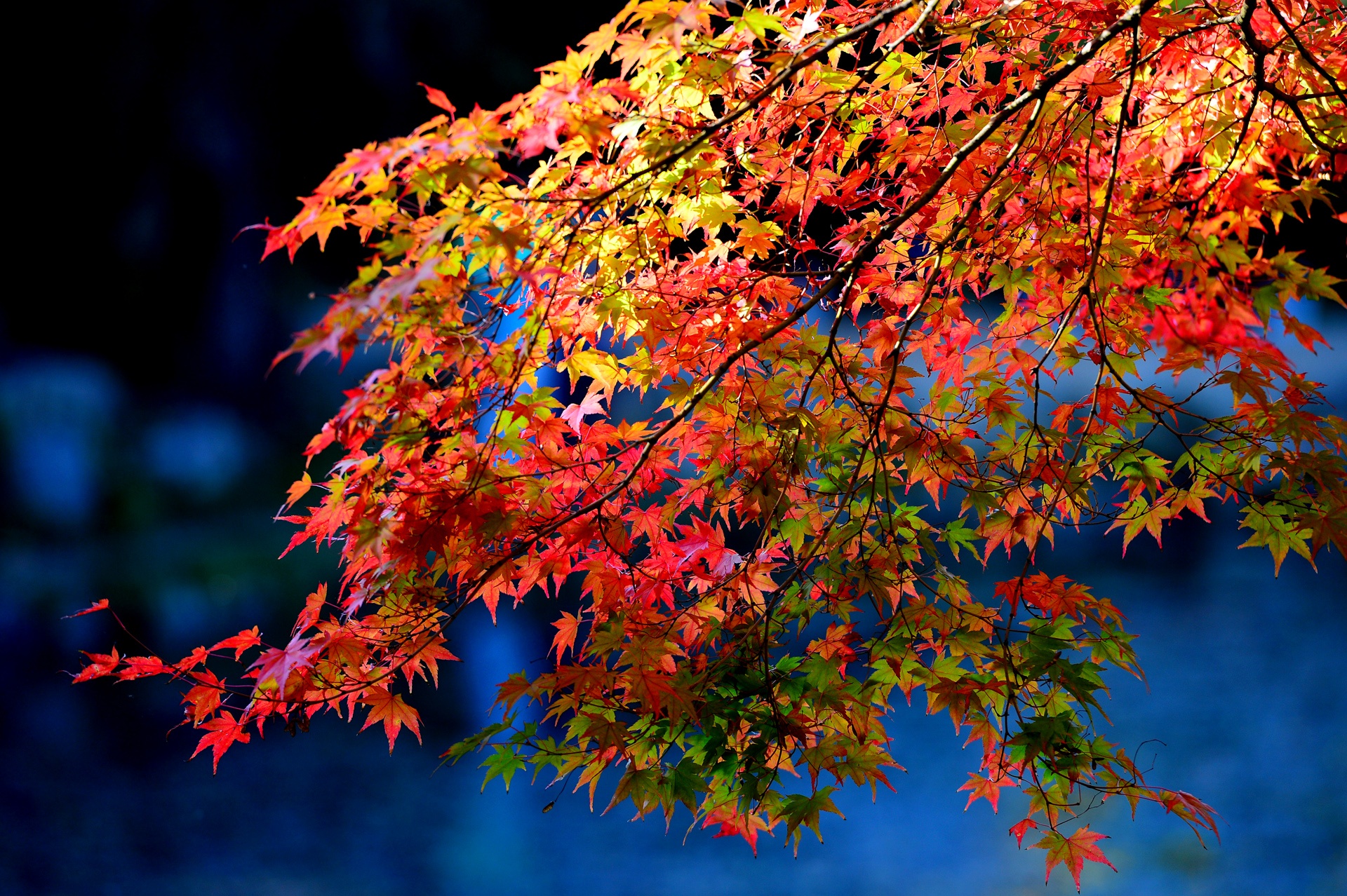 Trong phong la do, duong pho Ha Noi se giong chau Au, Han Quoc? hinh anh