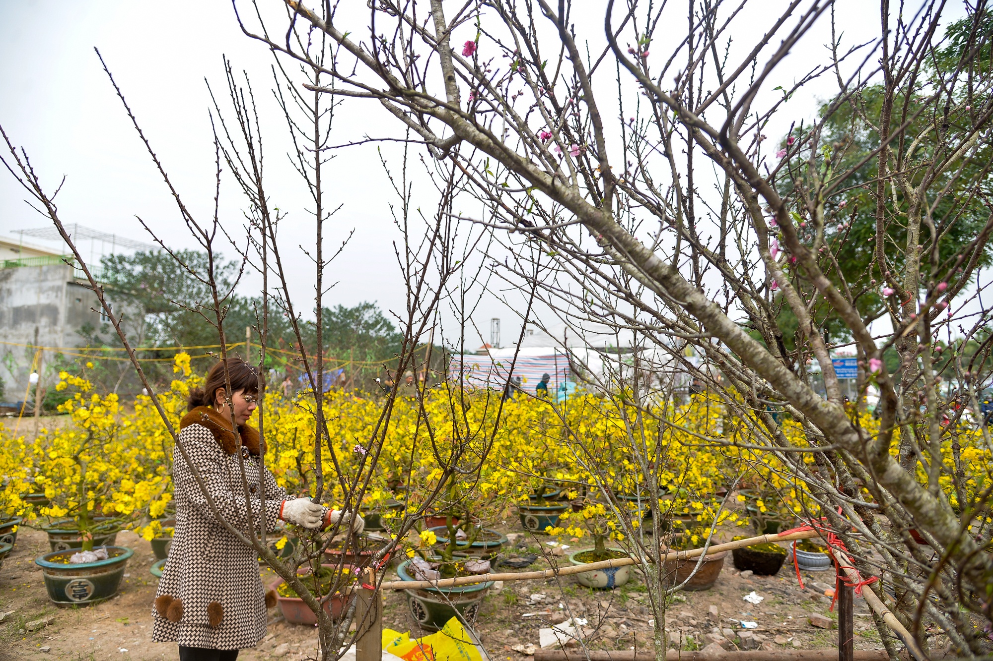 Ha Noi nhon nhip mua sam cay canh ngay Tet hinh anh
