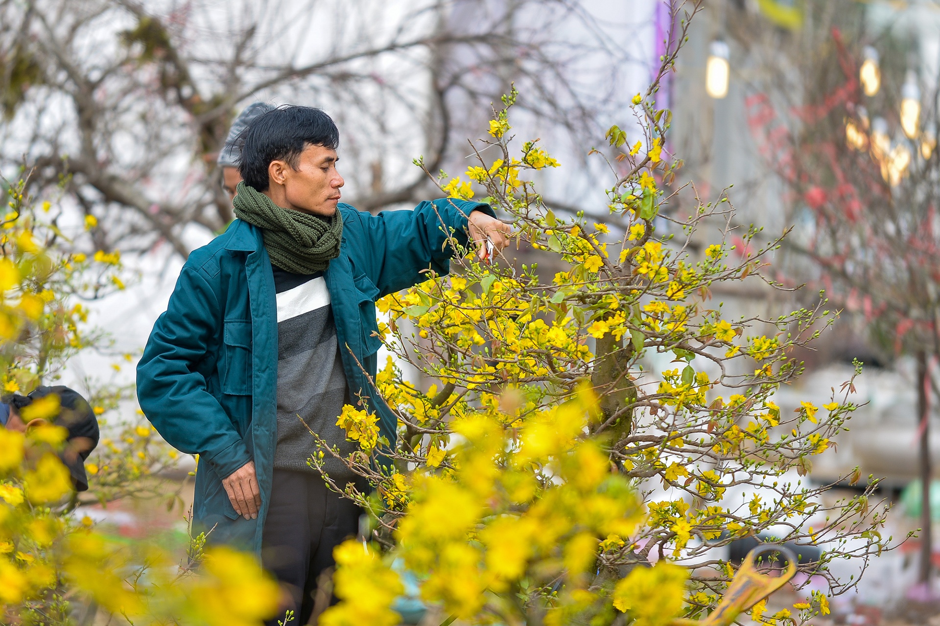 Mai vang mien Nam ban som o cho hoa Tet Ha Noi hinh anh