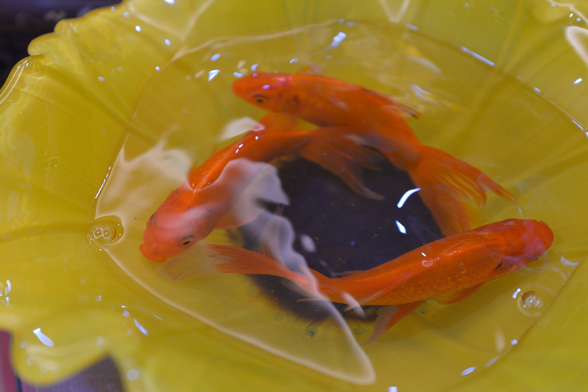 Le cung Tao quan ngay 23 thang Chap anh 33