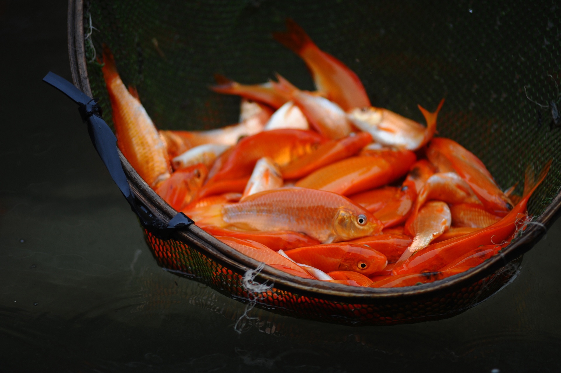 Hanh trinh cua ca chep do tien Tao quan chau troi hinh anh