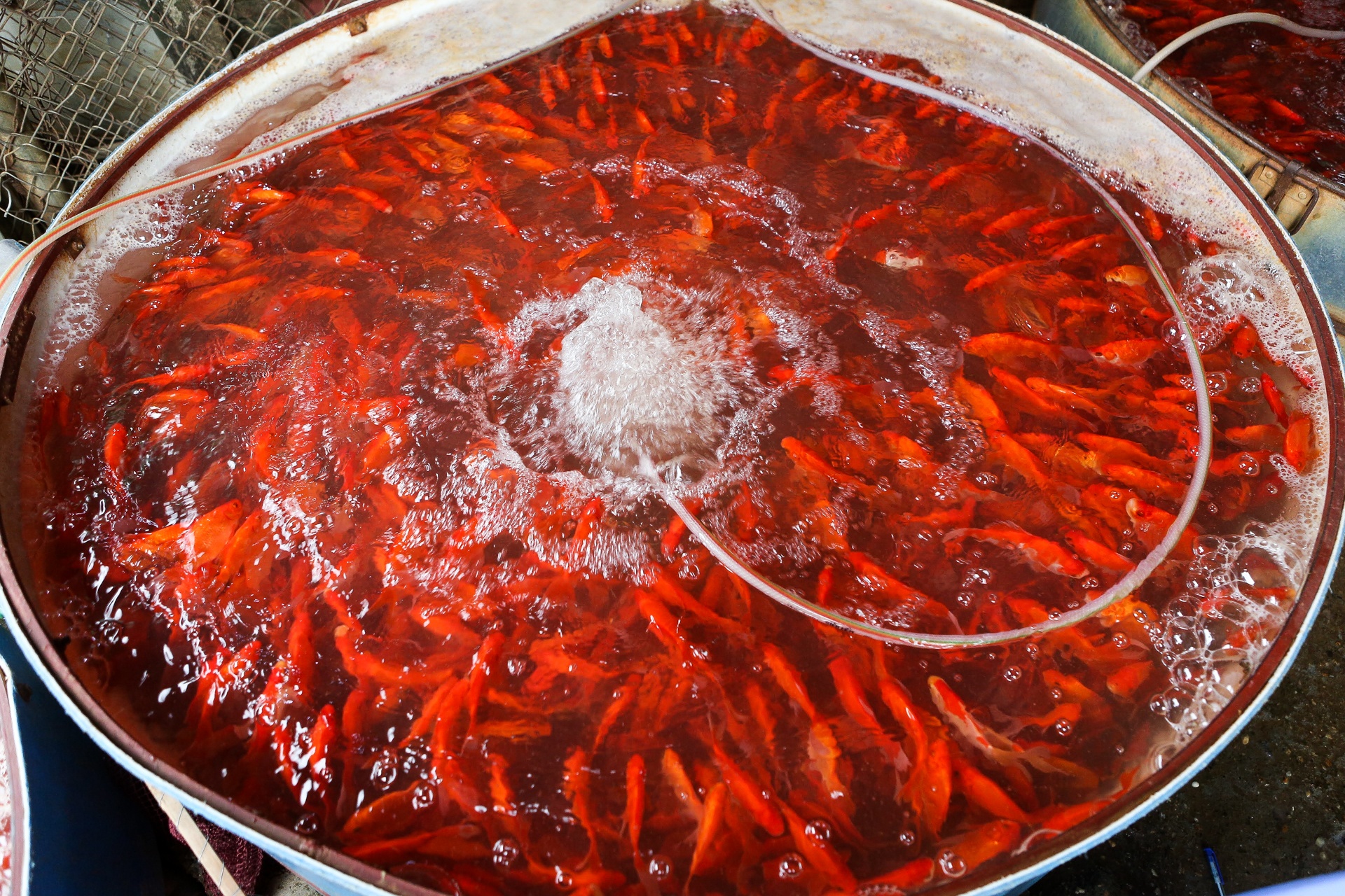 Le cung Tao quan ngay 23 thang Chap anh 6