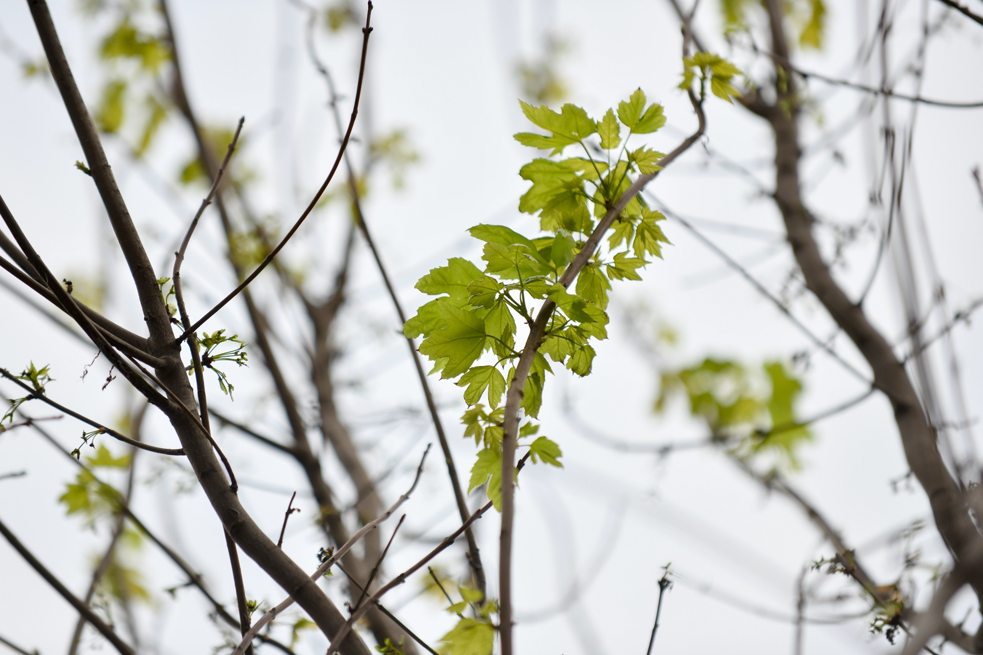 trong phong la do o Ha Noi anh 3