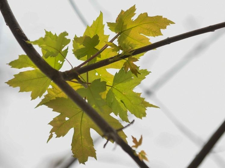 Cay phong moi trong o Ha Noi ra nhung chiec la dau tien hinh anh