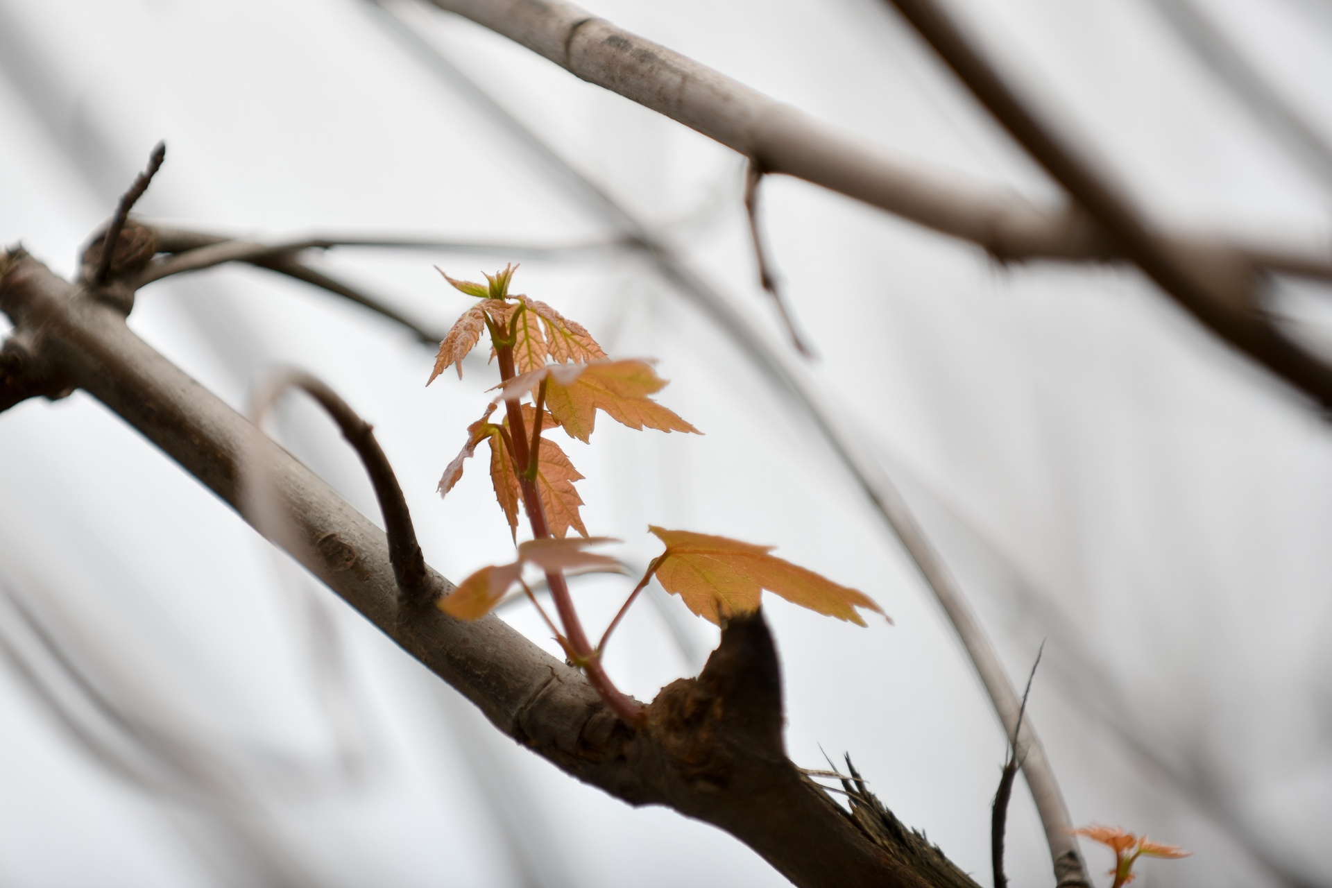 trong phong la do o Ha Noi anh 4