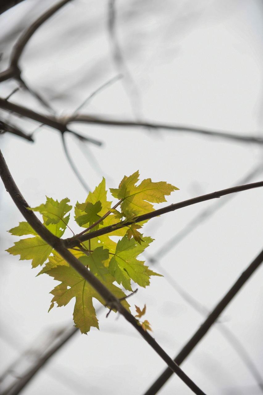 trong phong la do o Ha Noi anh 5