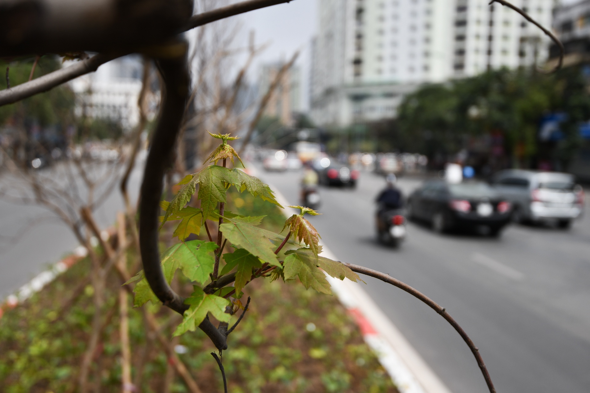 trong phong la do o Ha Noi anh 2