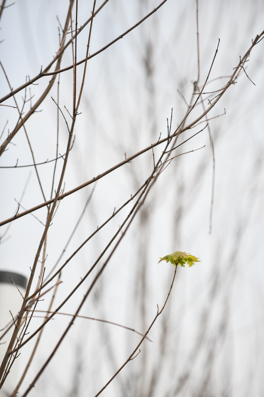 trong phong la do o Ha Noi anh 6