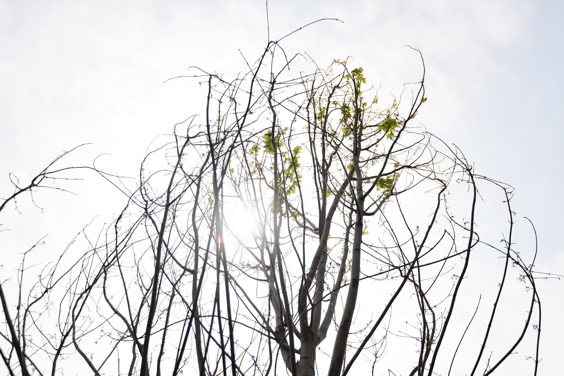 trong phong la do o Ha Noi anh 7