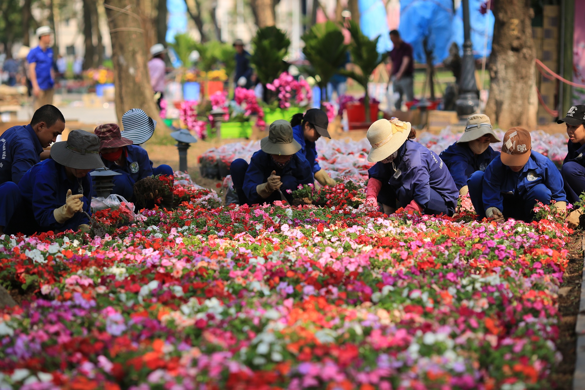 le hoi hoa anh dao Ha Noi anh 11
