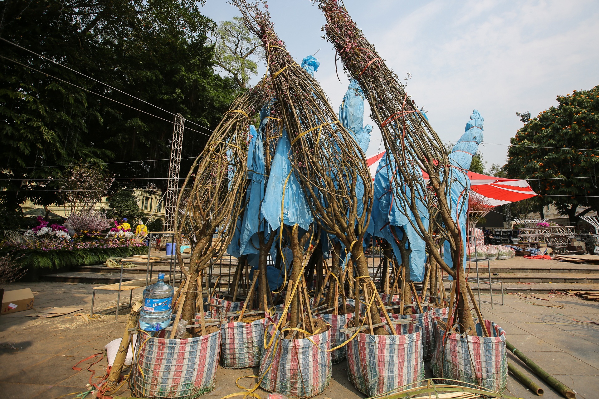 le hoi hoa anh dao Ha Noi anh 1