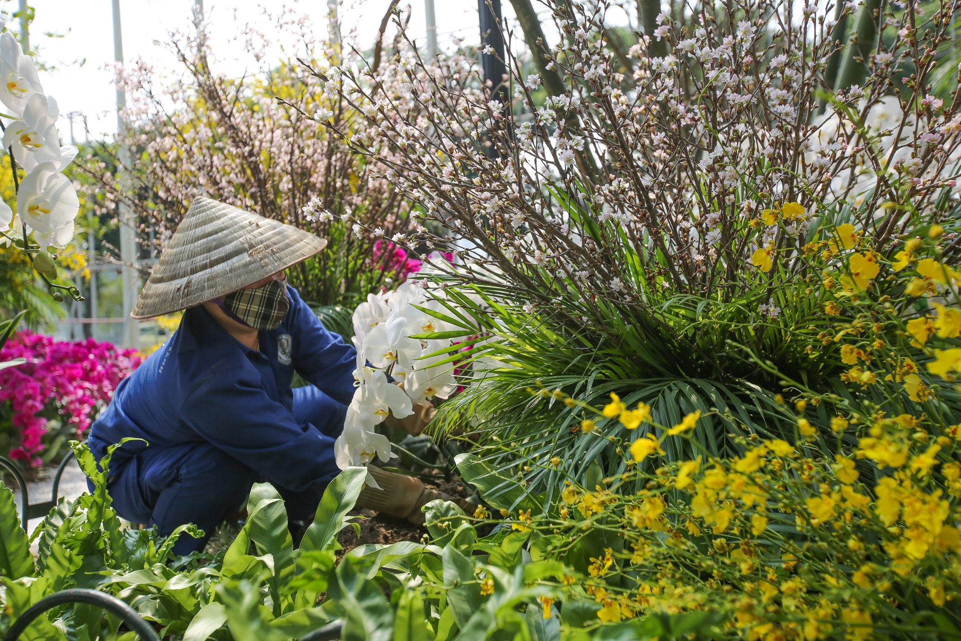 le hoi hoa anh dao Ha Noi anh 2