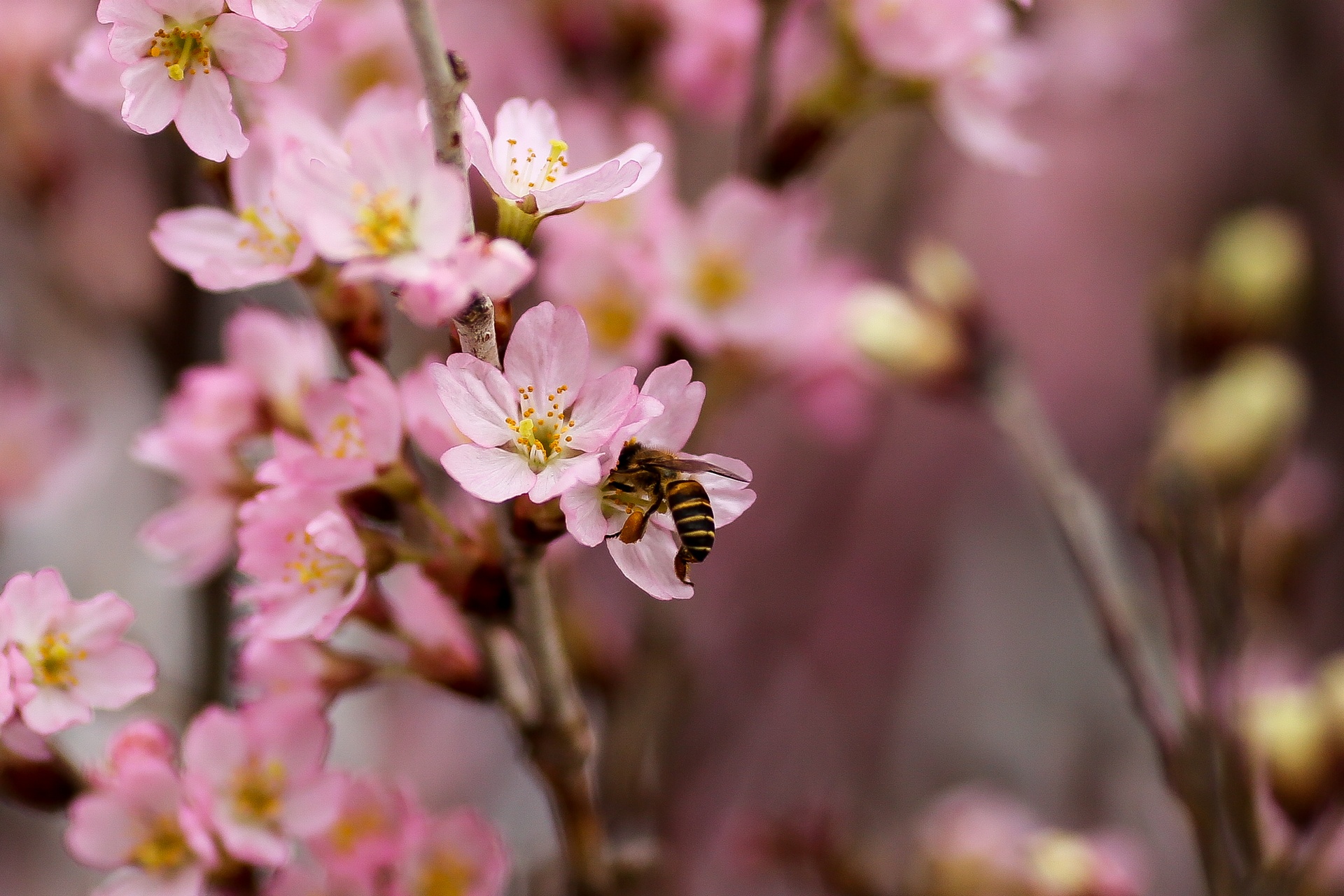 le hoi hoa anh dao Ha Noi anh 3