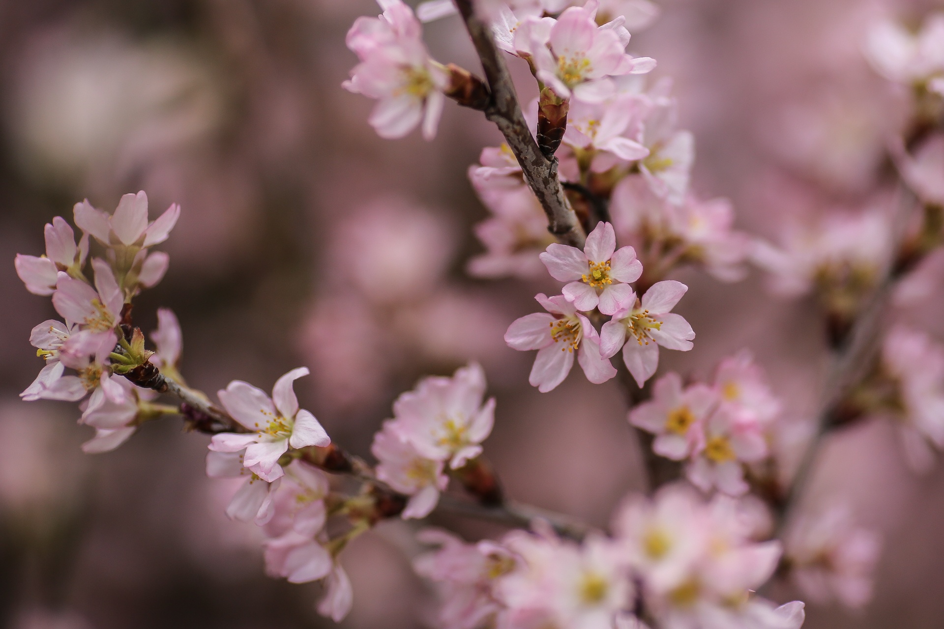 Hoa anh dao khoe sac truoc ngay le hoi tai Ha Noi hinh anh