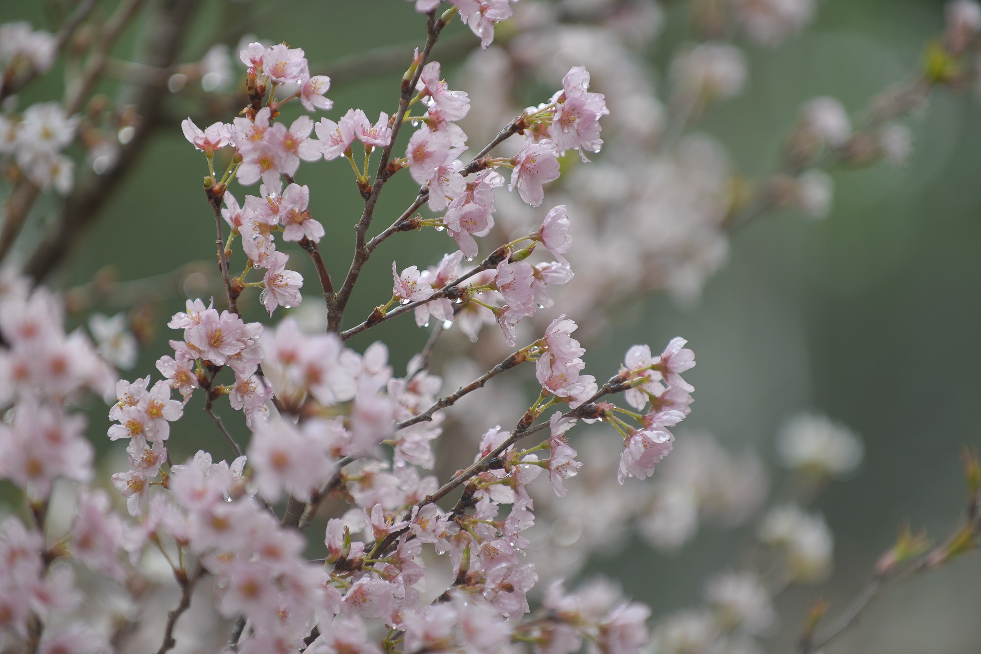 Hoa anh dao bung no giua long Ha Noi hinh anh