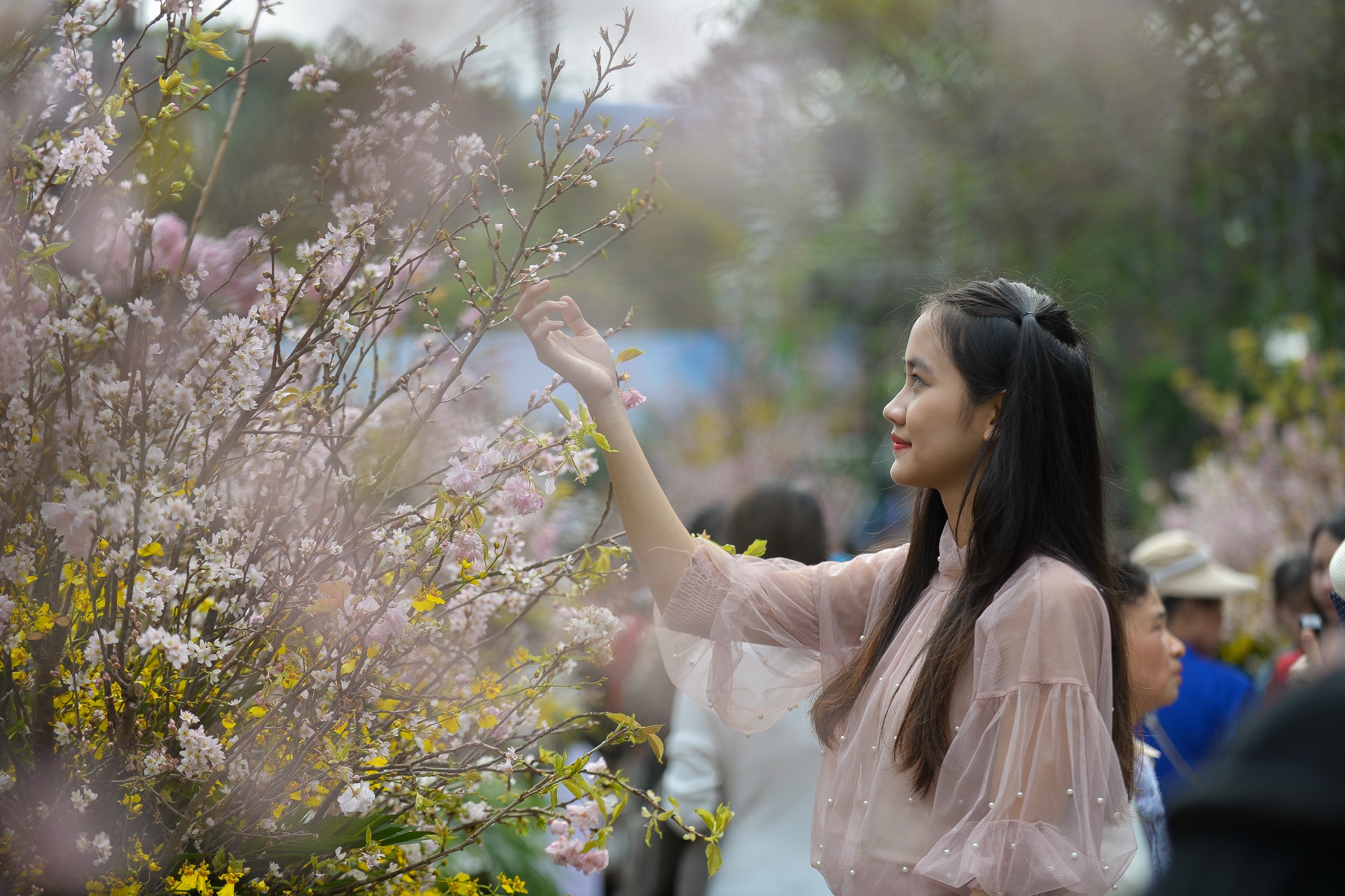 le hoi hoa anh dao Nhat Ban 2018 anh 6