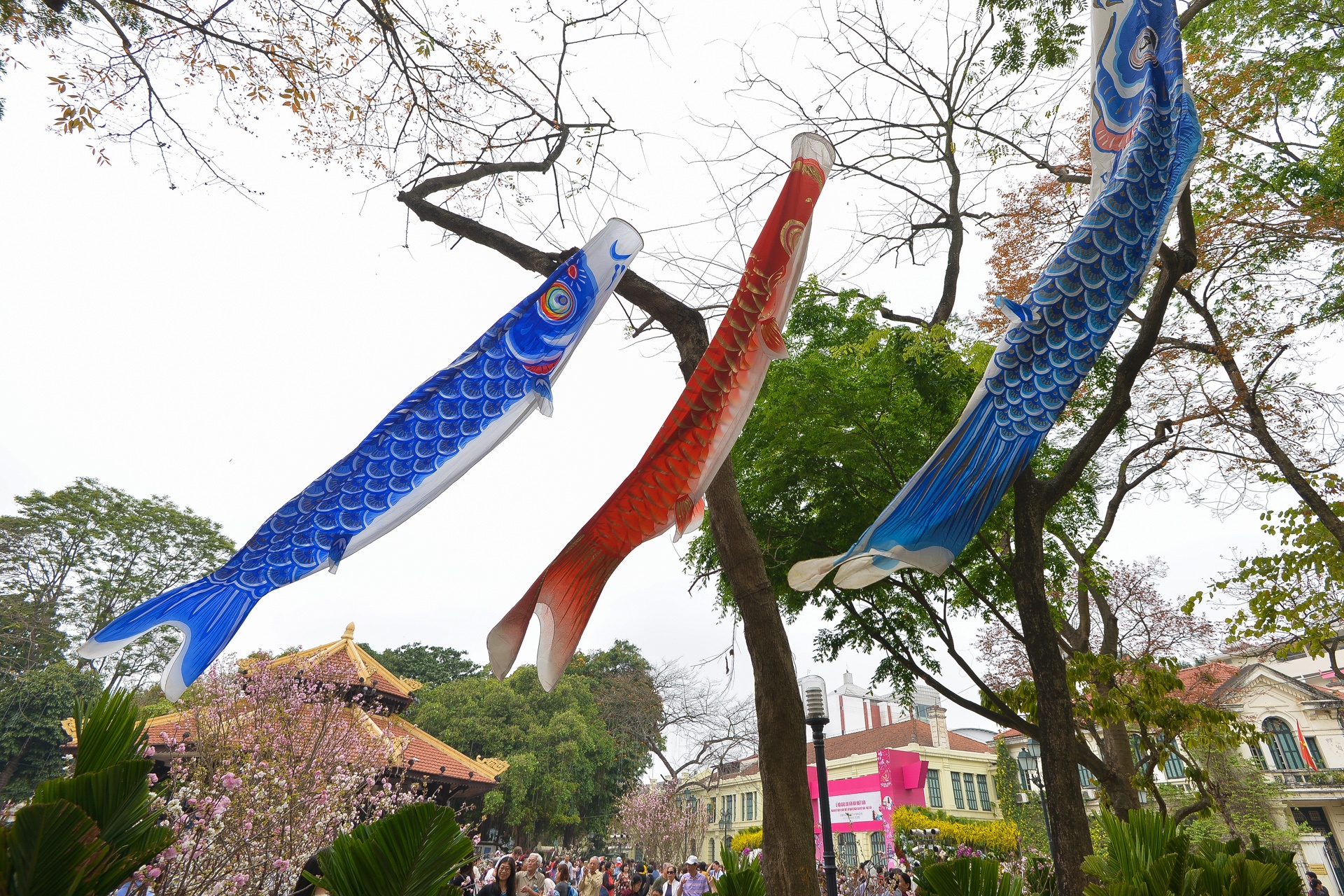 le hoi hoa anh dao Nhat Ban 2018 anh 9