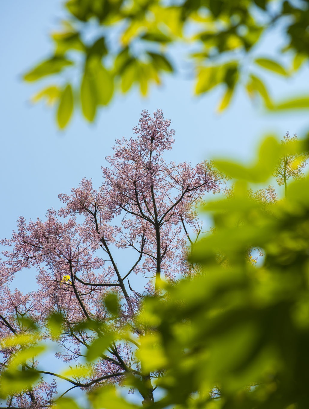 hoa ngo dong o Hue anh 10