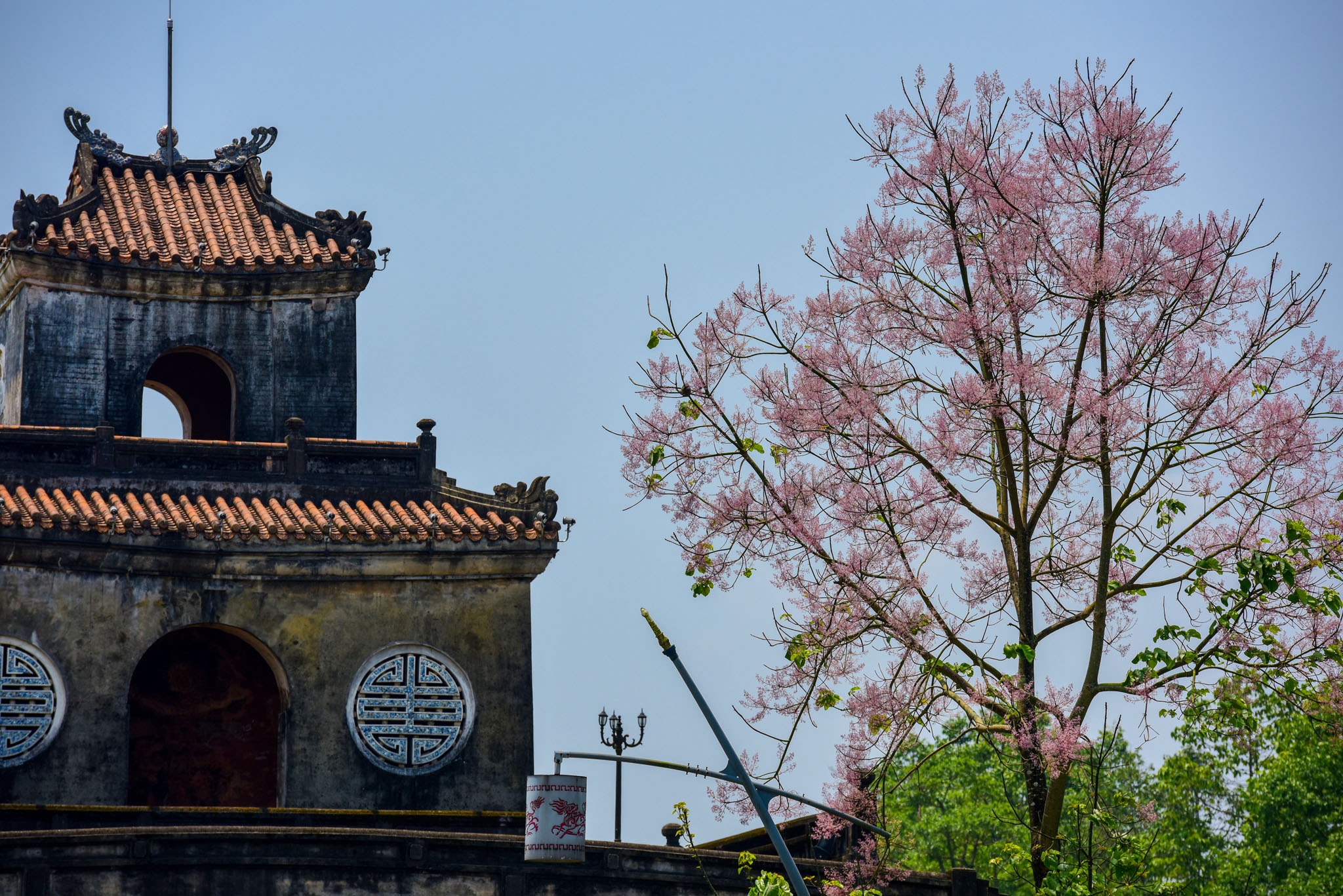 hoa ngo dong o Hue anh 1