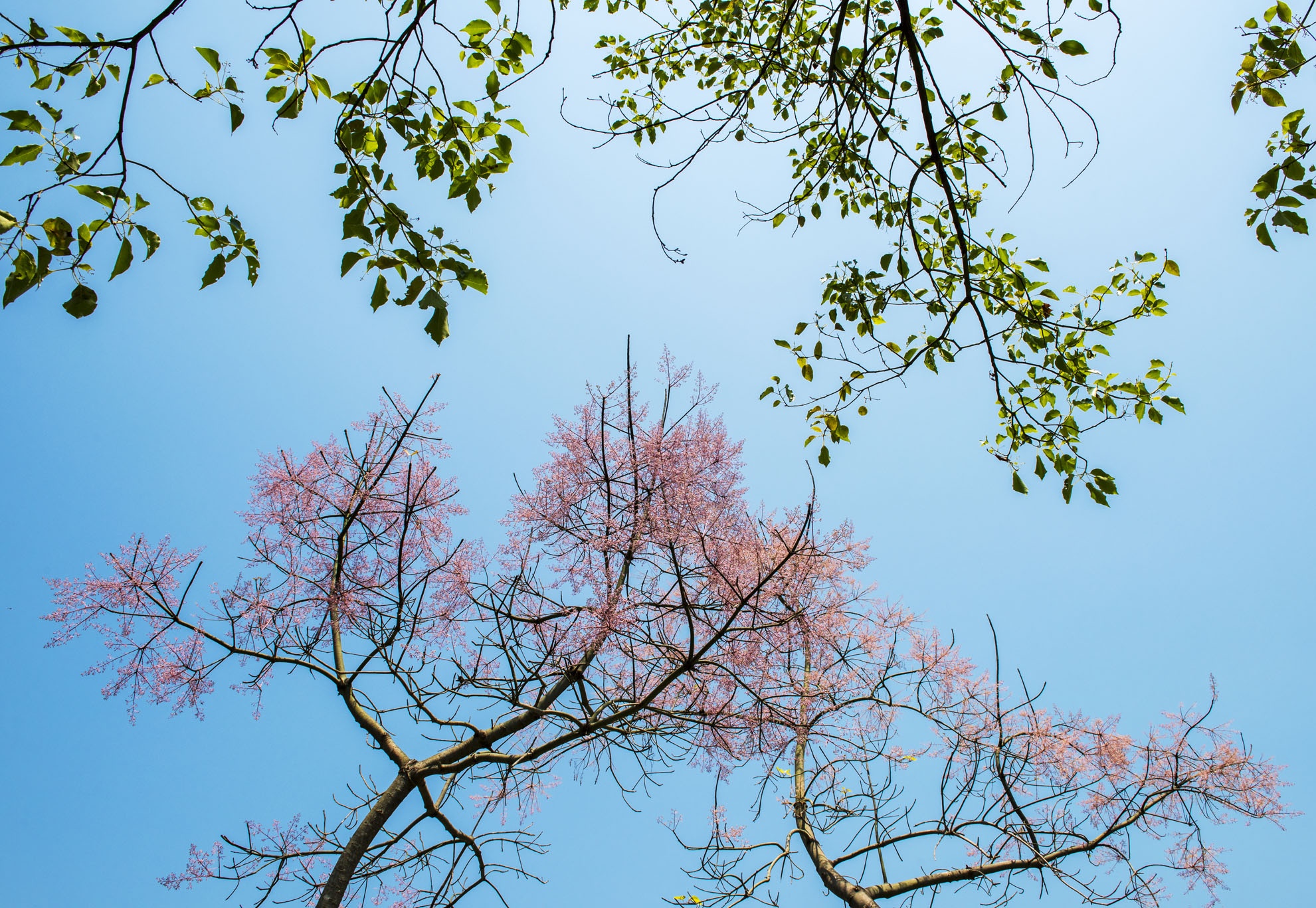 hoa ngo dong o Hue anh 2