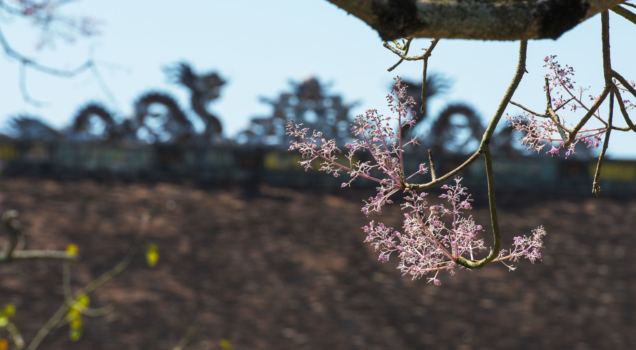 hoa ngo dong o Hue anh 3