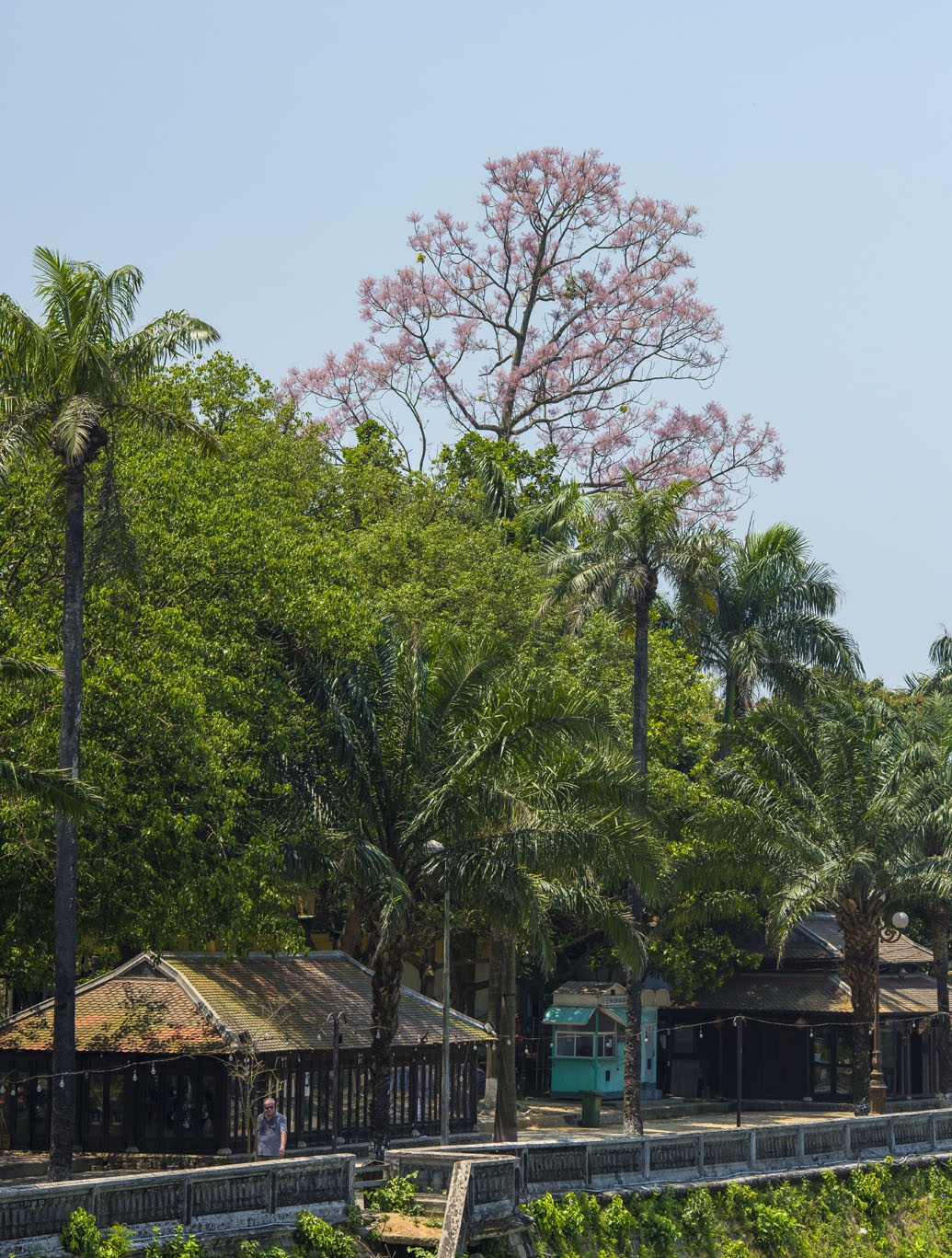 hoa ngo dong o Hue anh 4