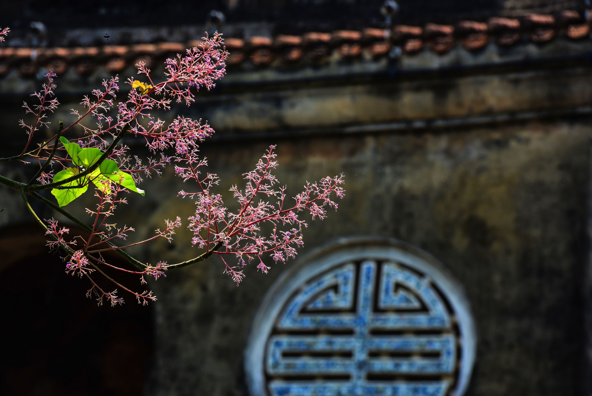 hoa ngo dong o Hue anh 5