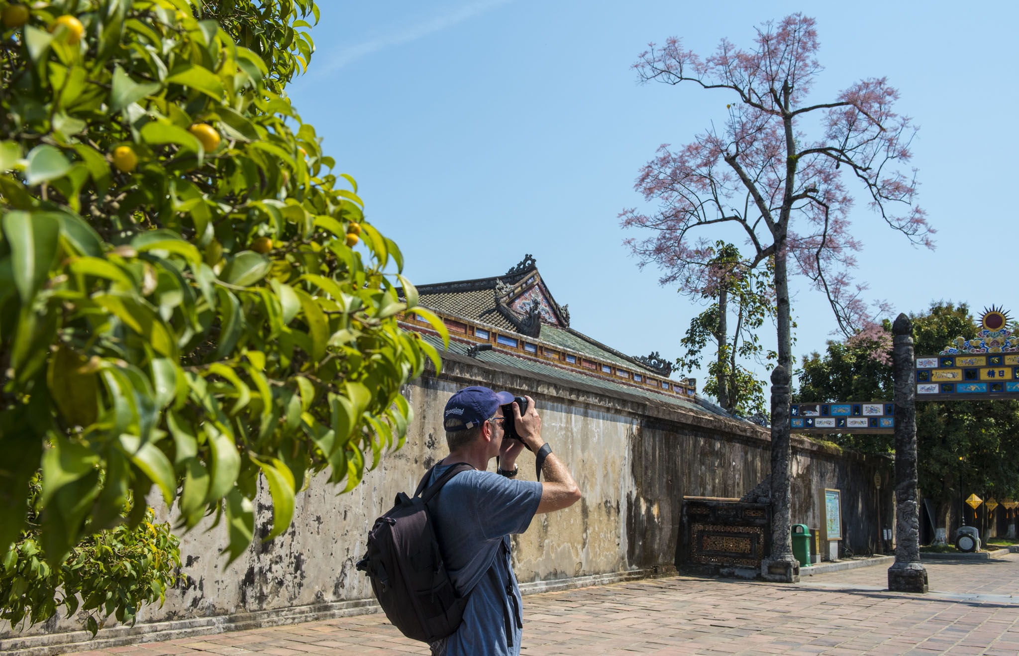 hoa ngo dong o Hue anh 7